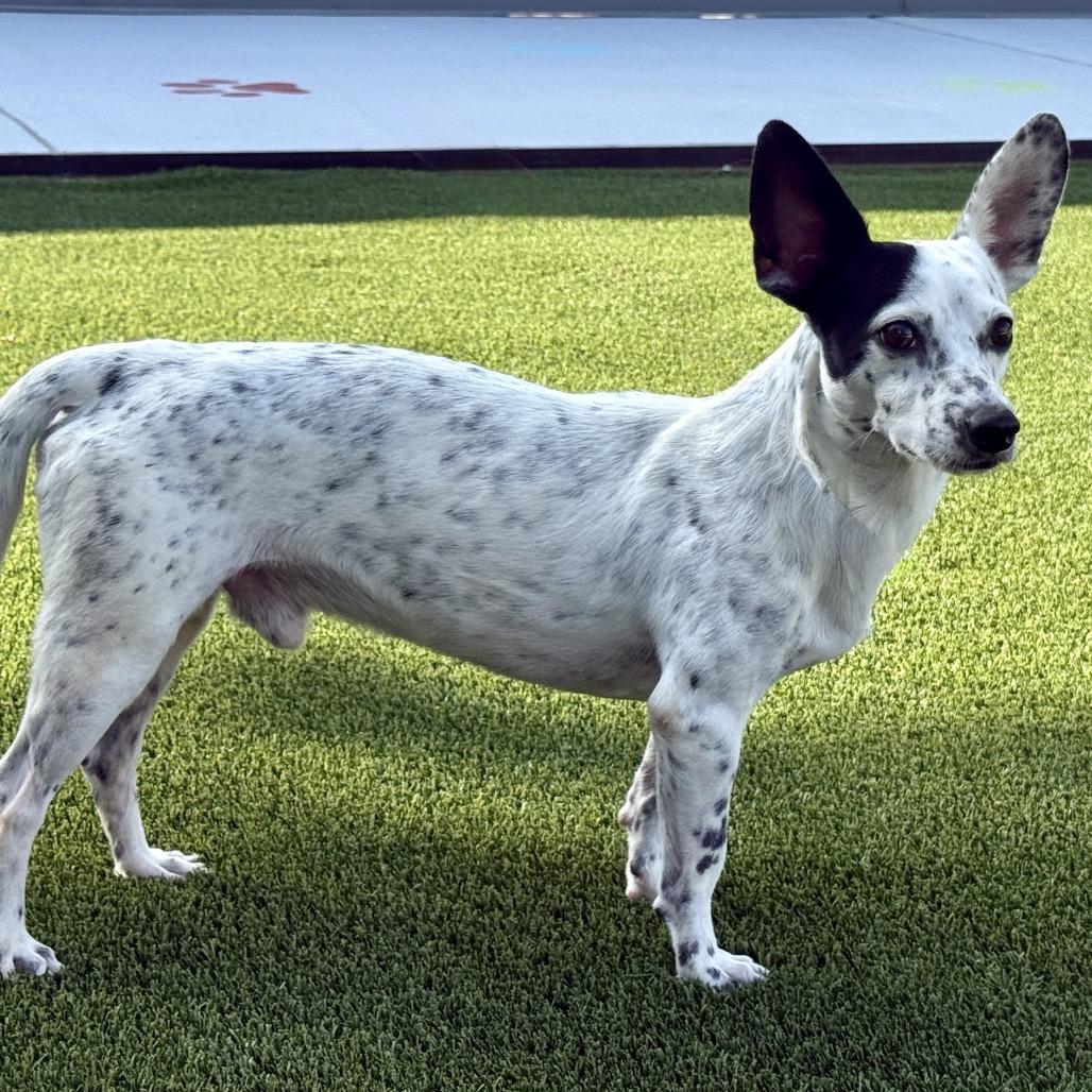 Enlarge Wesley, a Adoptable mixed breed in San Antonio, TX image 3/5
