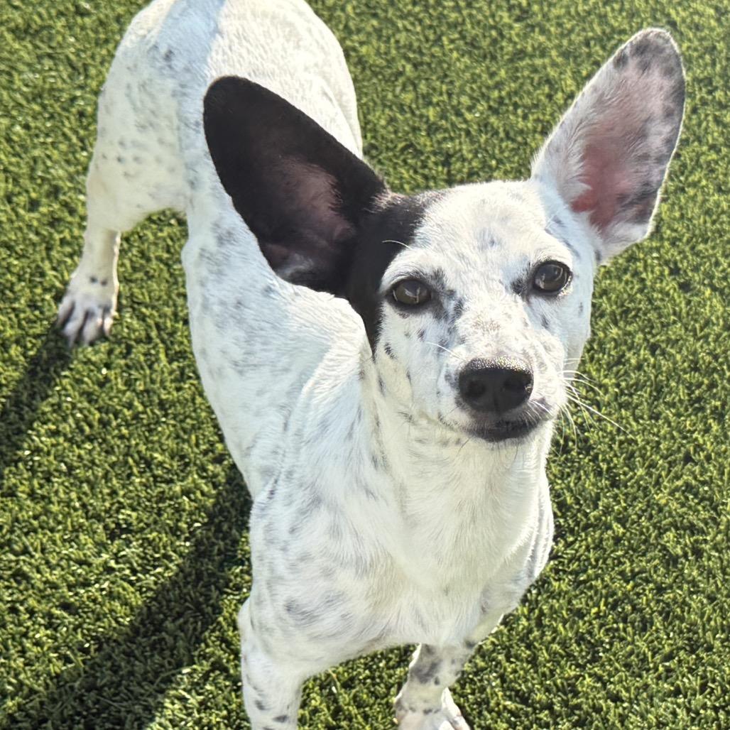 Enlarge Wesley, a Adoptable mixed breed in San Antonio, TX image 1/5