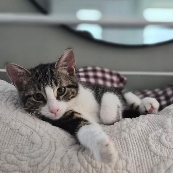 Lil' Jo, ADOPTABLE, Kitten Male Tabby.