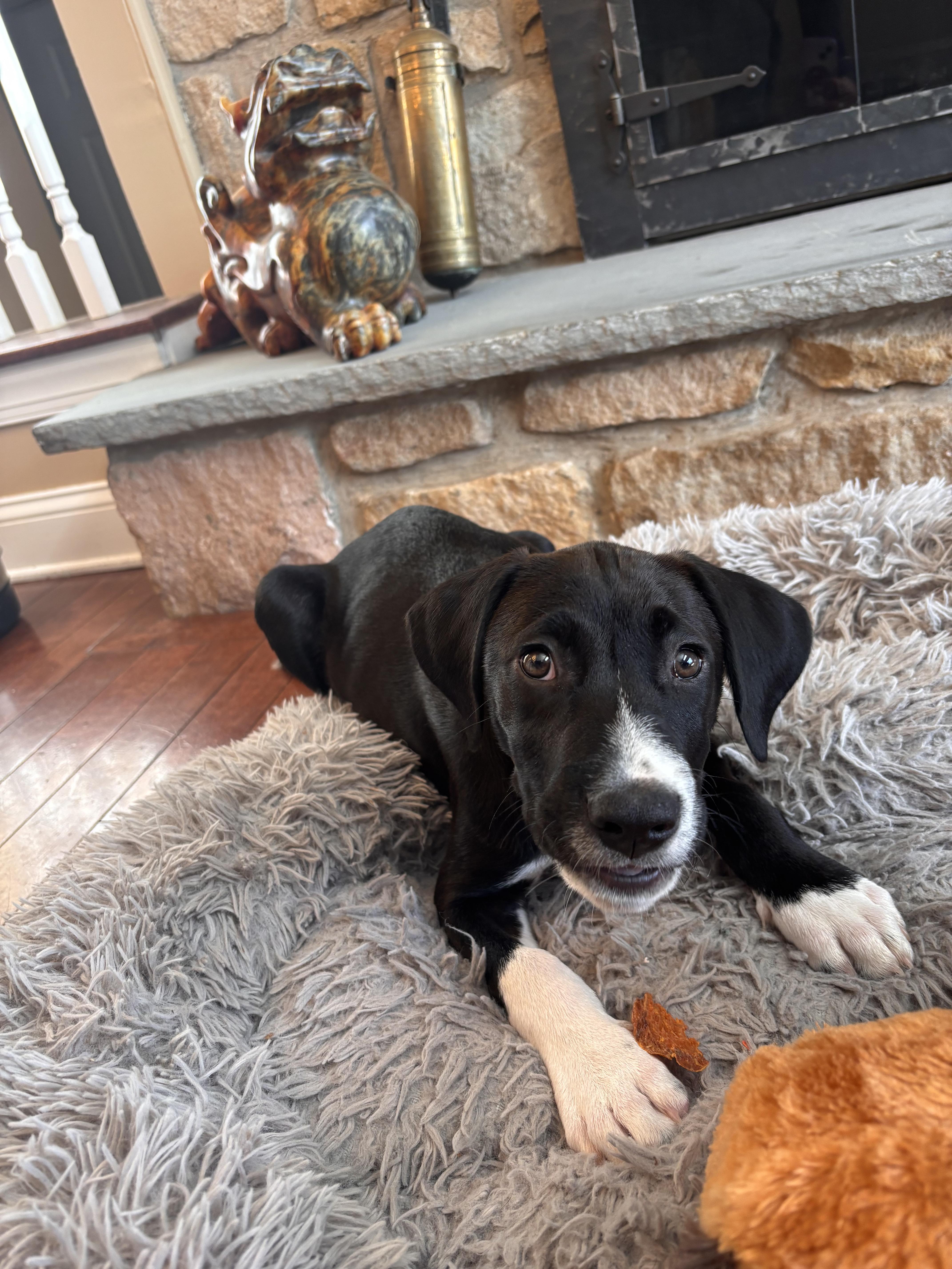 Enlarge Buford, an adoption pending mixed breed in Warrington, PA image 4/6