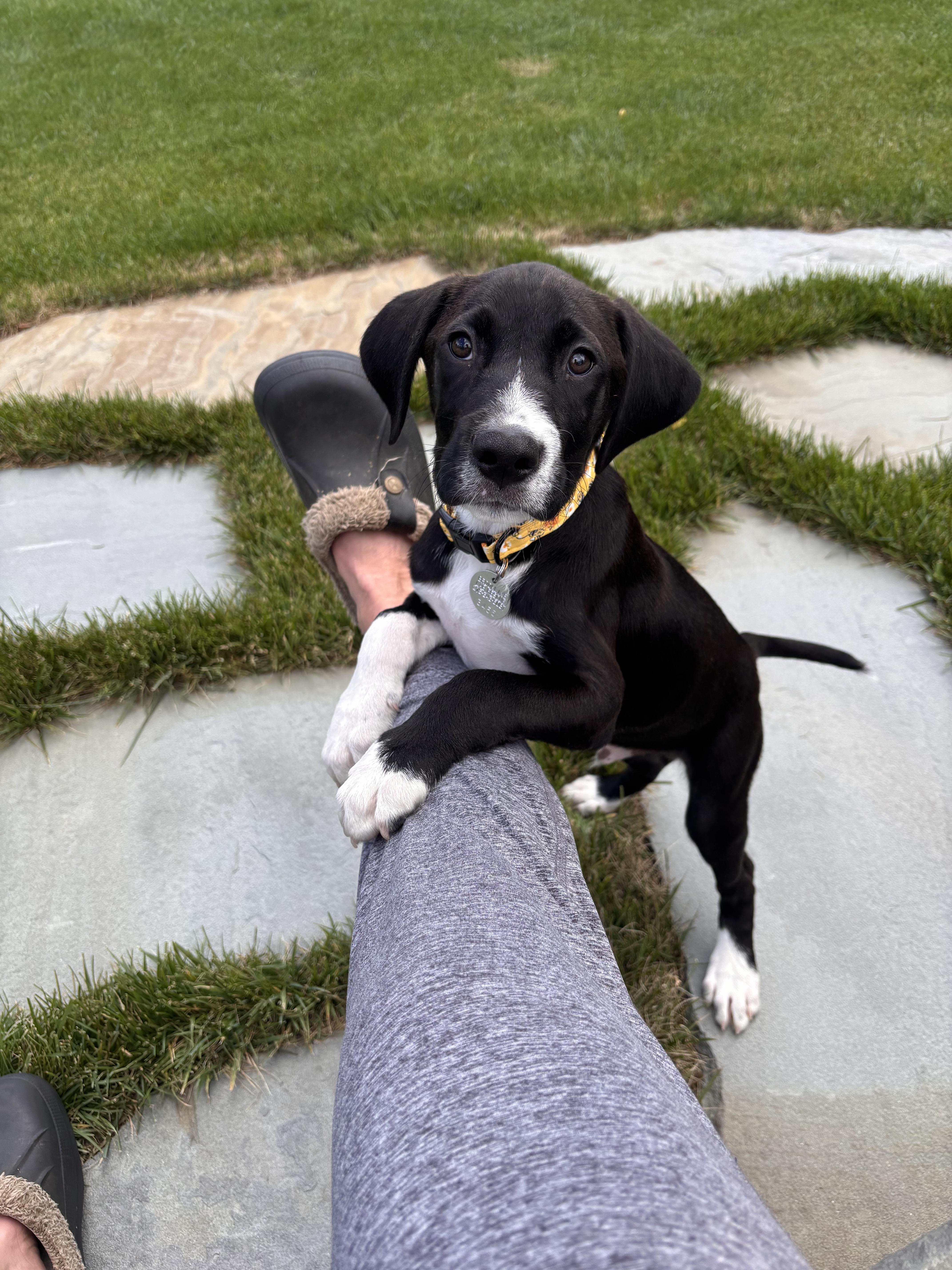 Enlarge Buford, an adoption pending mixed breed in Warrington, PA image 2/6
