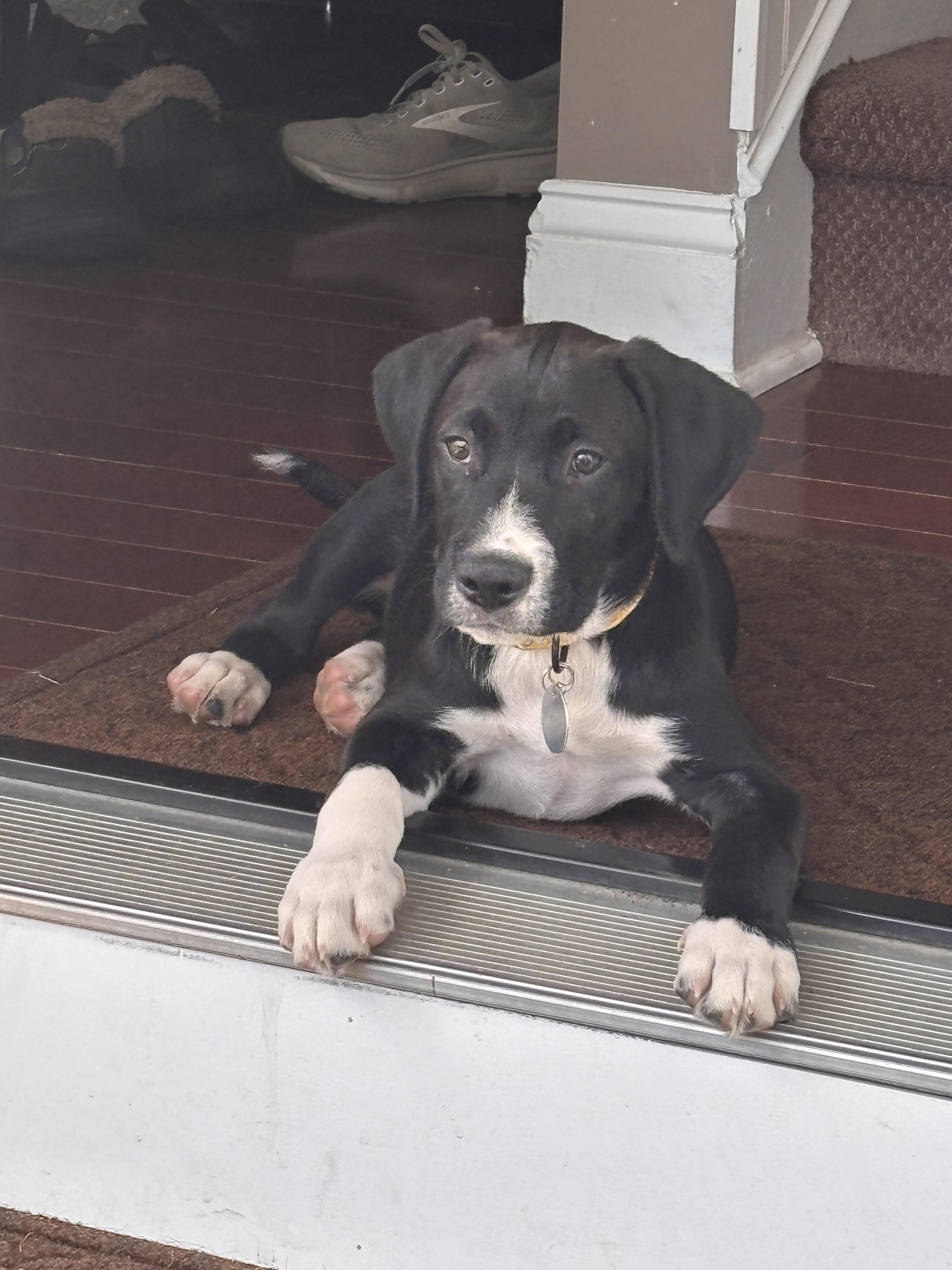 Enlarge Buford, an adoption pending mixed breed in Warrington, PA image 5/6