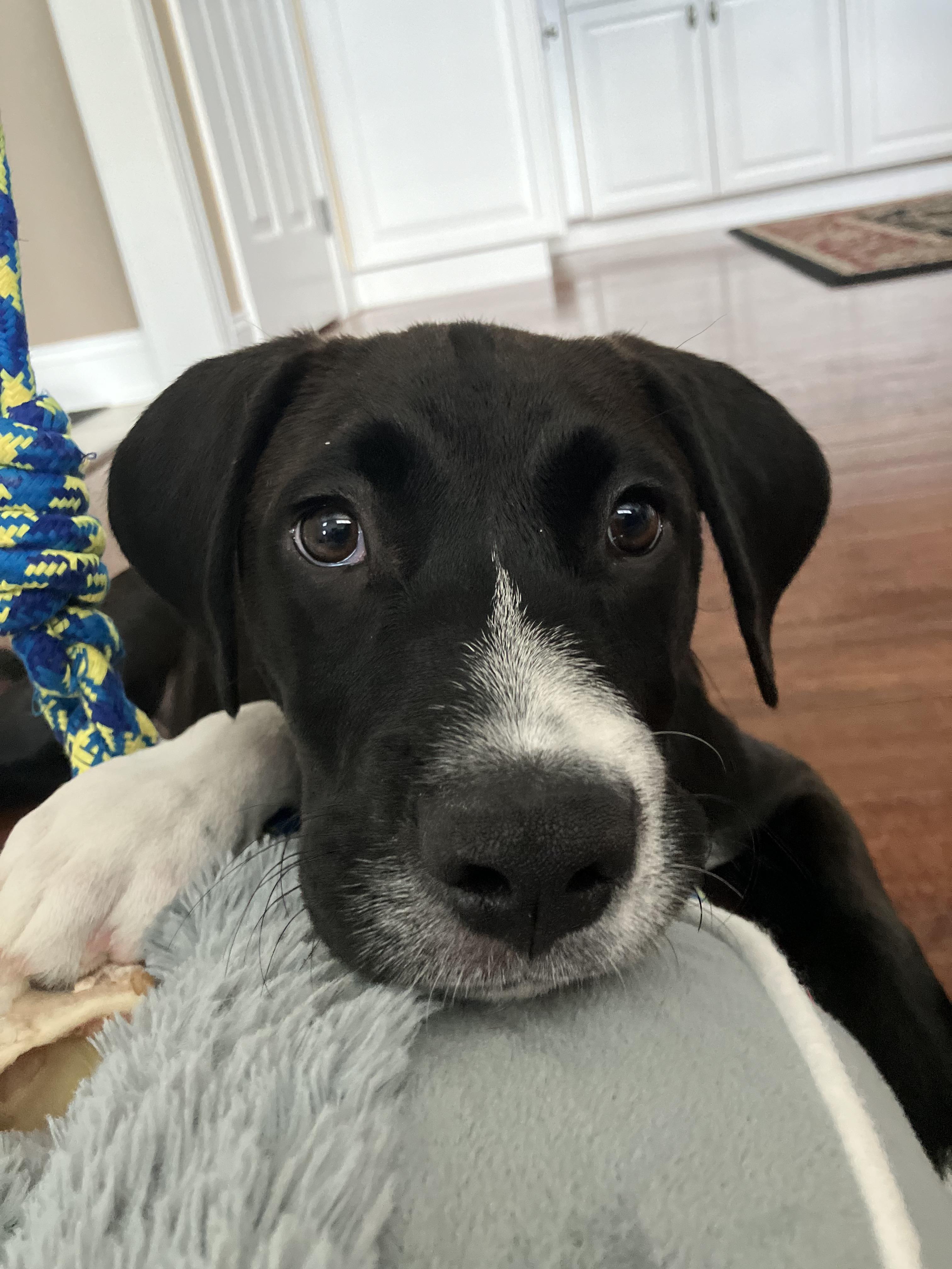 Enlarge Buford, an adoption pending mixed breed in Warrington, PA image 1/6