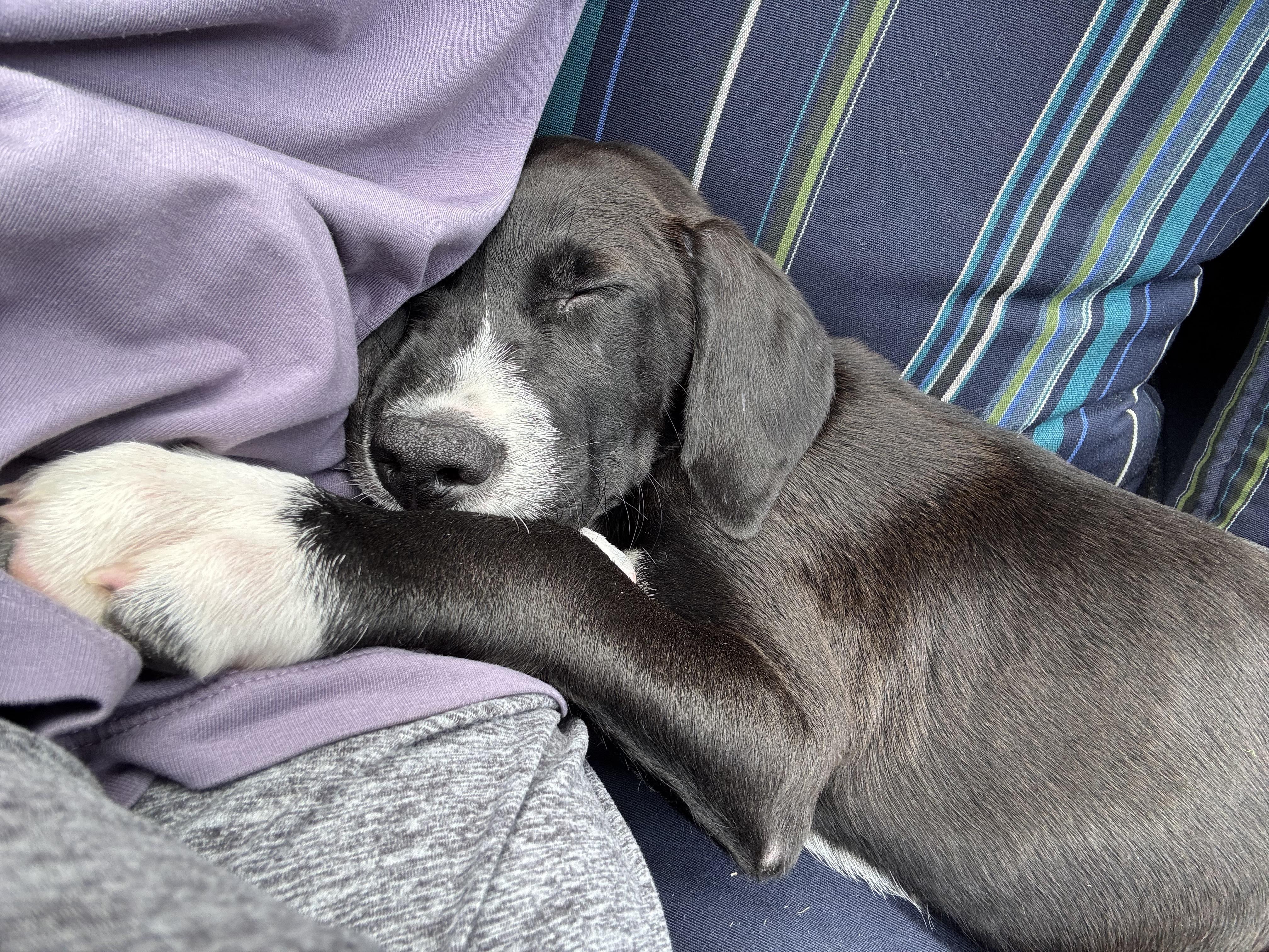 Enlarge Buford, an adoption pending mixed breed in Warrington, PA image 6/6