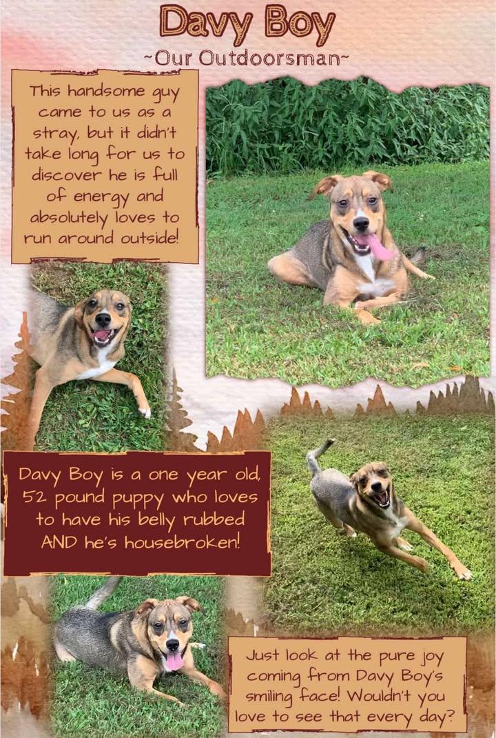 Enlarge Davey Boy (Toast), a Adopted Mixed Breed in Point Pleasant, WV image 3/3