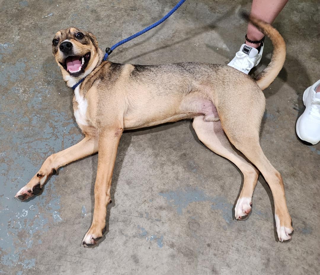 Enlarge Davey Boy (Toast), a Adopted Mixed Breed in Point Pleasant, WV image 2/3