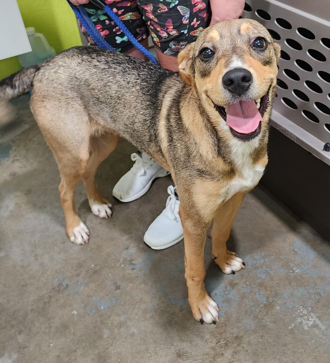 Davey Boy (Toast), Adopted, Young Male Mixed Breed.