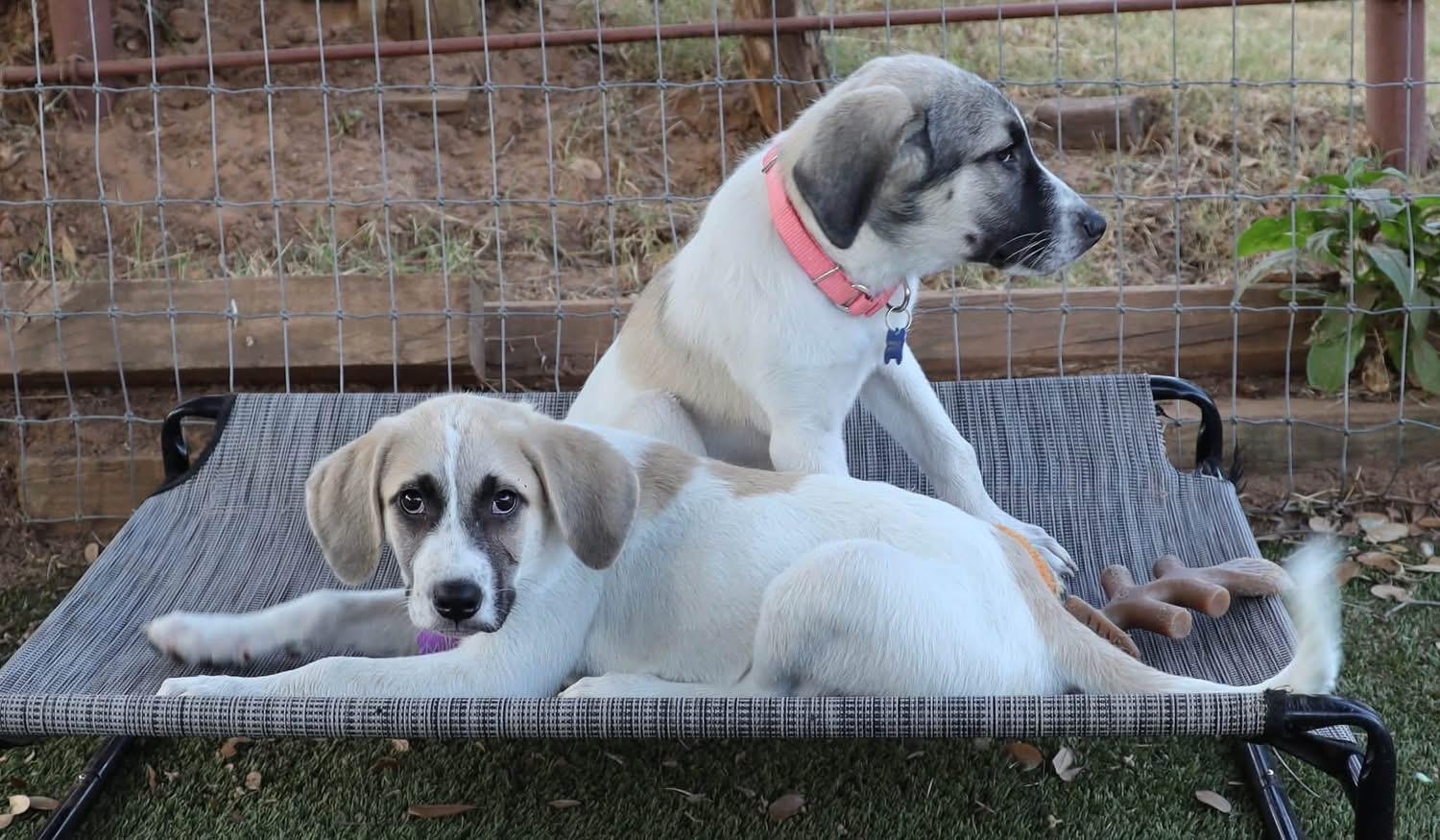 Enlarge Mila, a ADOPTABLE mixed breed in Southlake, TX image 2/6