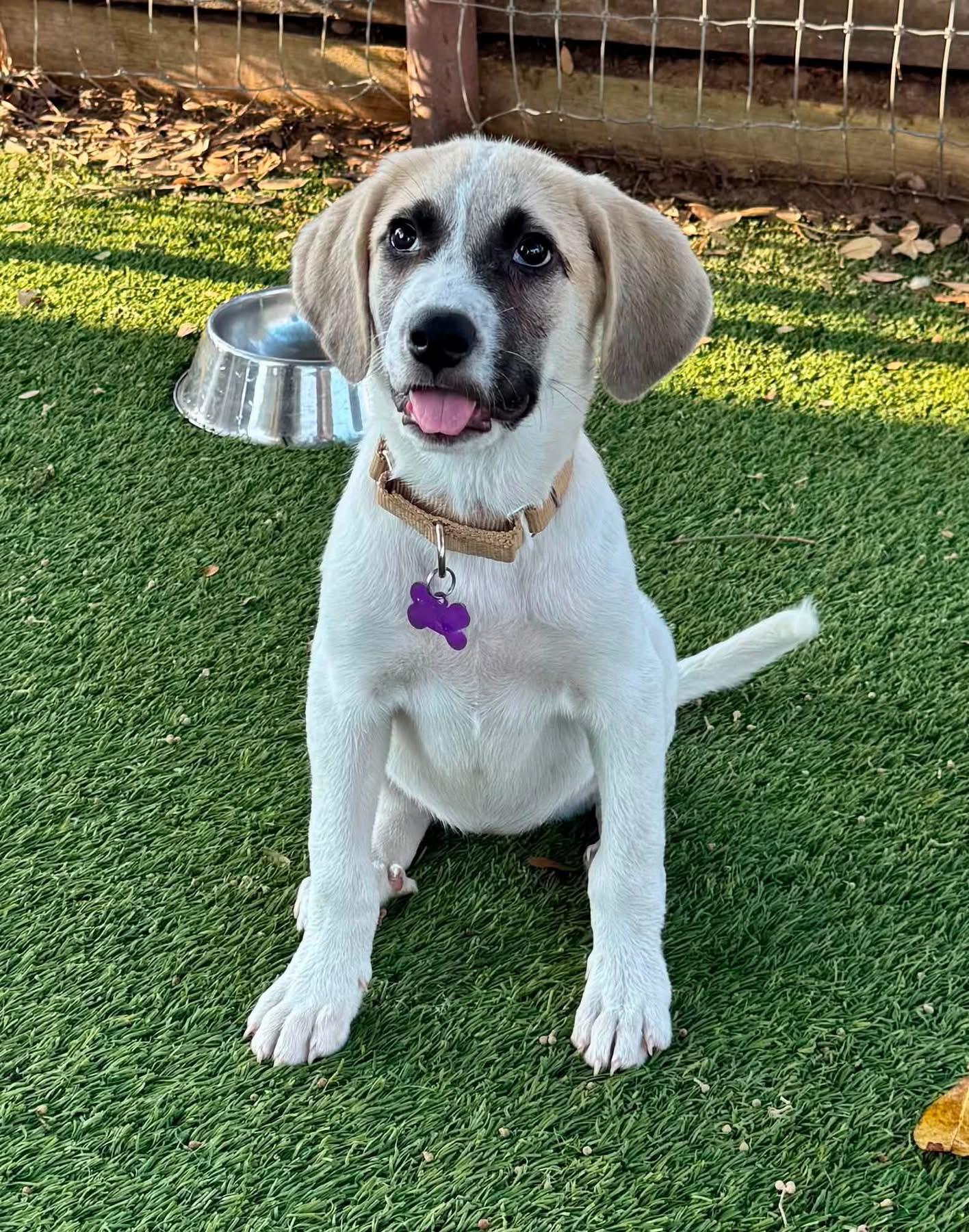 Enlarge Mila, a ADOPTABLE mixed breed in Southlake, TX image 5/6