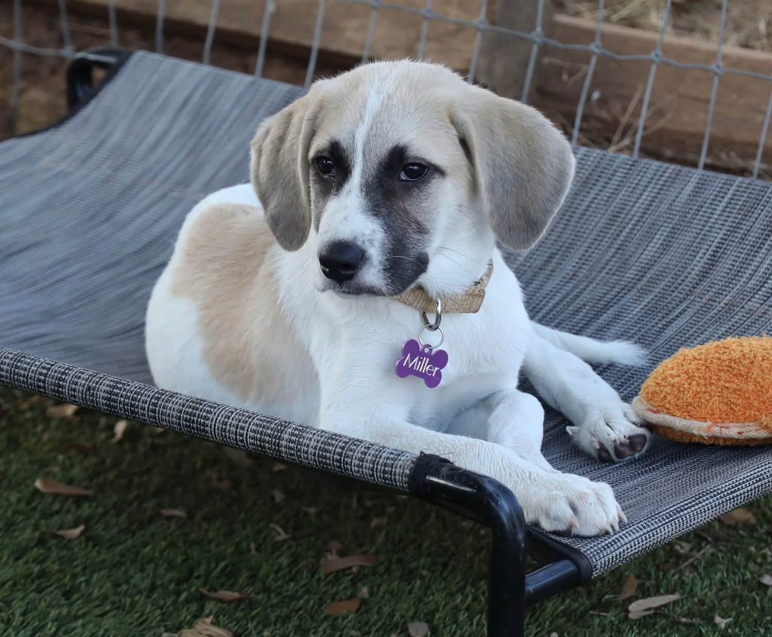 Enlarge Mila, a ADOPTABLE mixed breed in Southlake, TX image 6/6