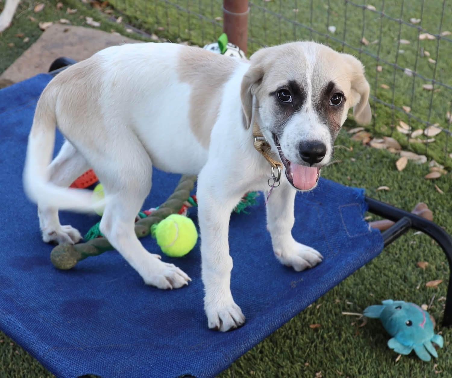 Enlarge Mila, a ADOPTABLE mixed breed in Southlake, TX image 4/6