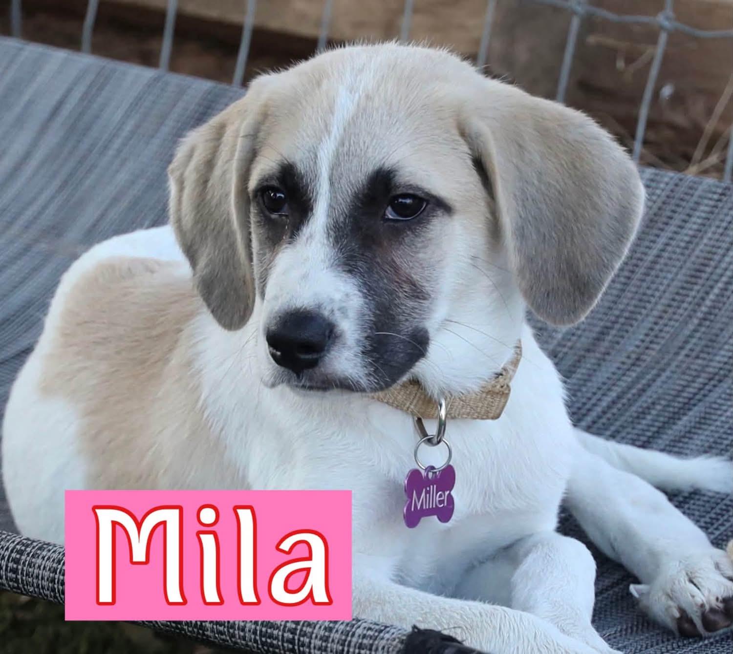 Mila, ADOPTABLE, Puppy Female Shepherd.