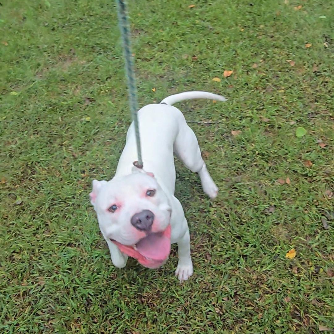 Enlarge Merlin, a Adoptable mixed breed in Mount Pleasant, MI image 3/4