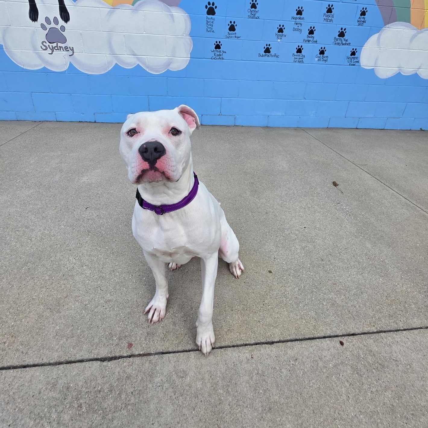 Enlarge Merlin, a Adoptable mixed breed in Mount Pleasant, MI image 4/4