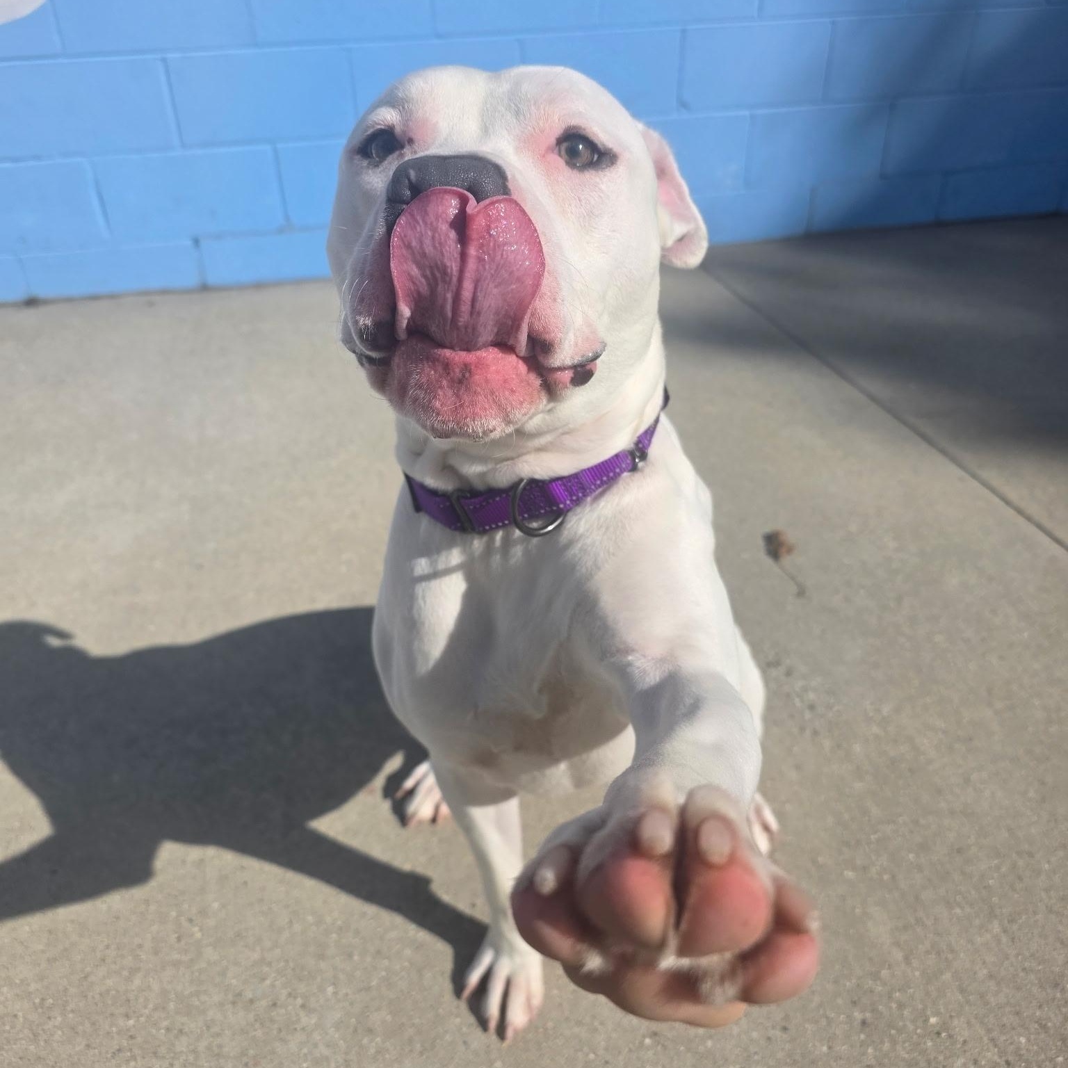 Enlarge Merlin, a Adoptable mixed breed in Mount Pleasant, MI image 1/4