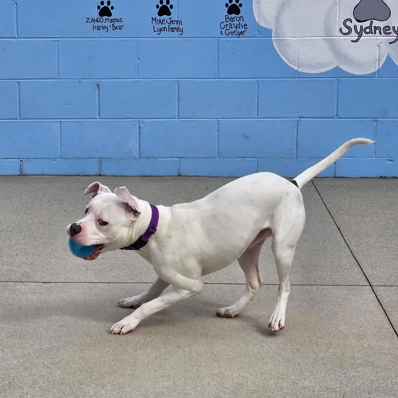 Enlarge Merlin, a Adoptable mixed breed in Mount Pleasant, MI image 2/4