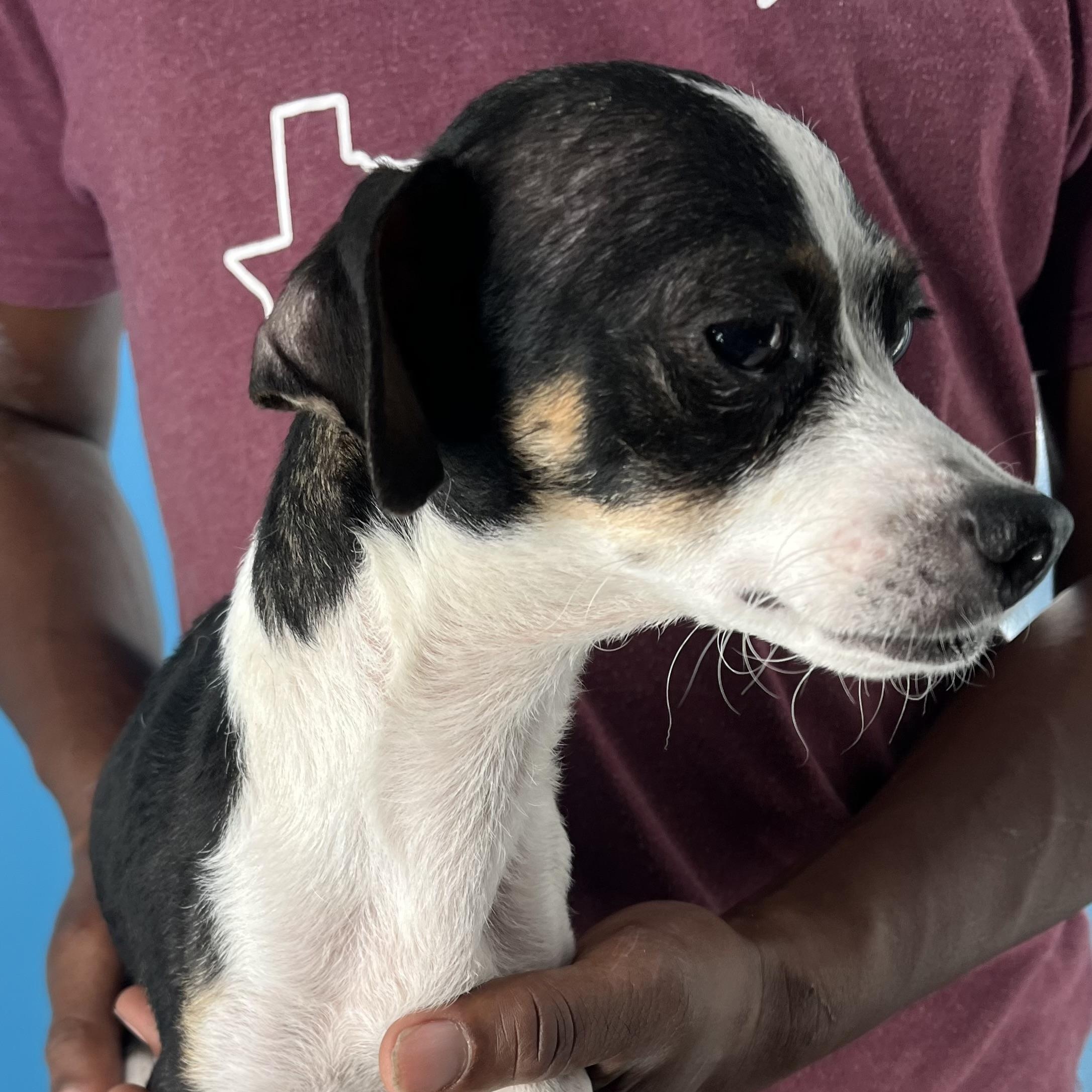 Frida  Local Dec thumbnail 6