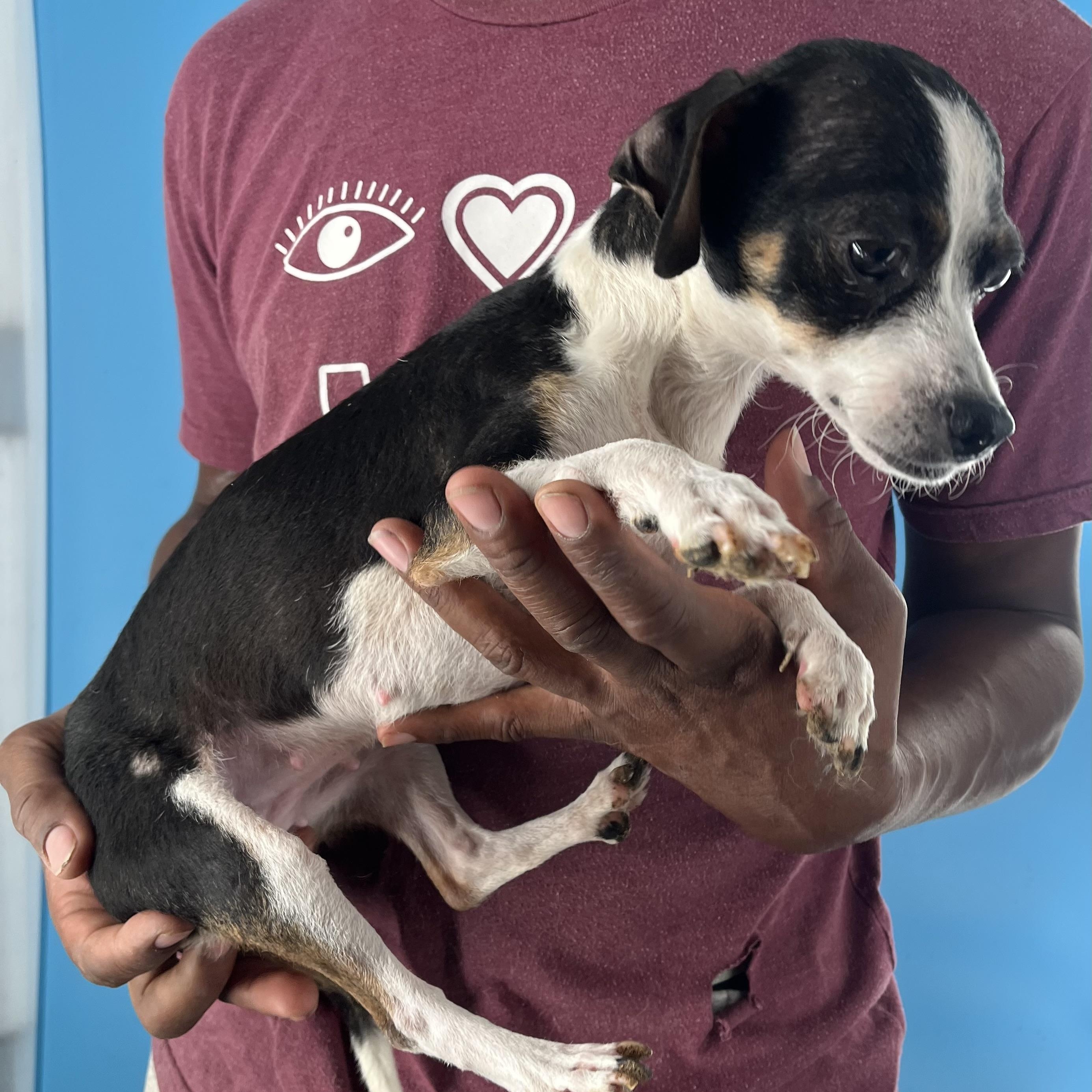 Frida  Local Dec thumbnail 4