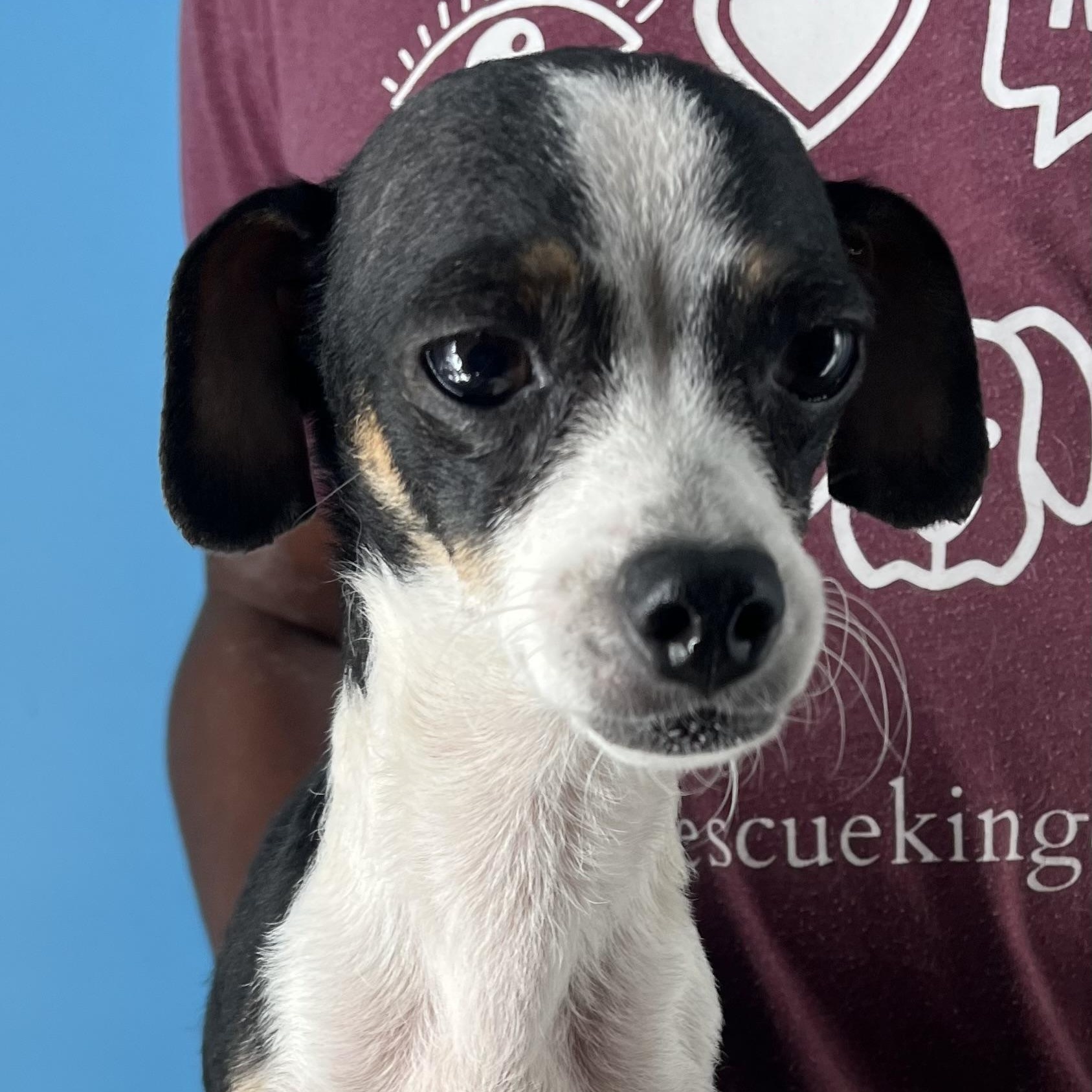 Frida  Local Dec thumbnail 5