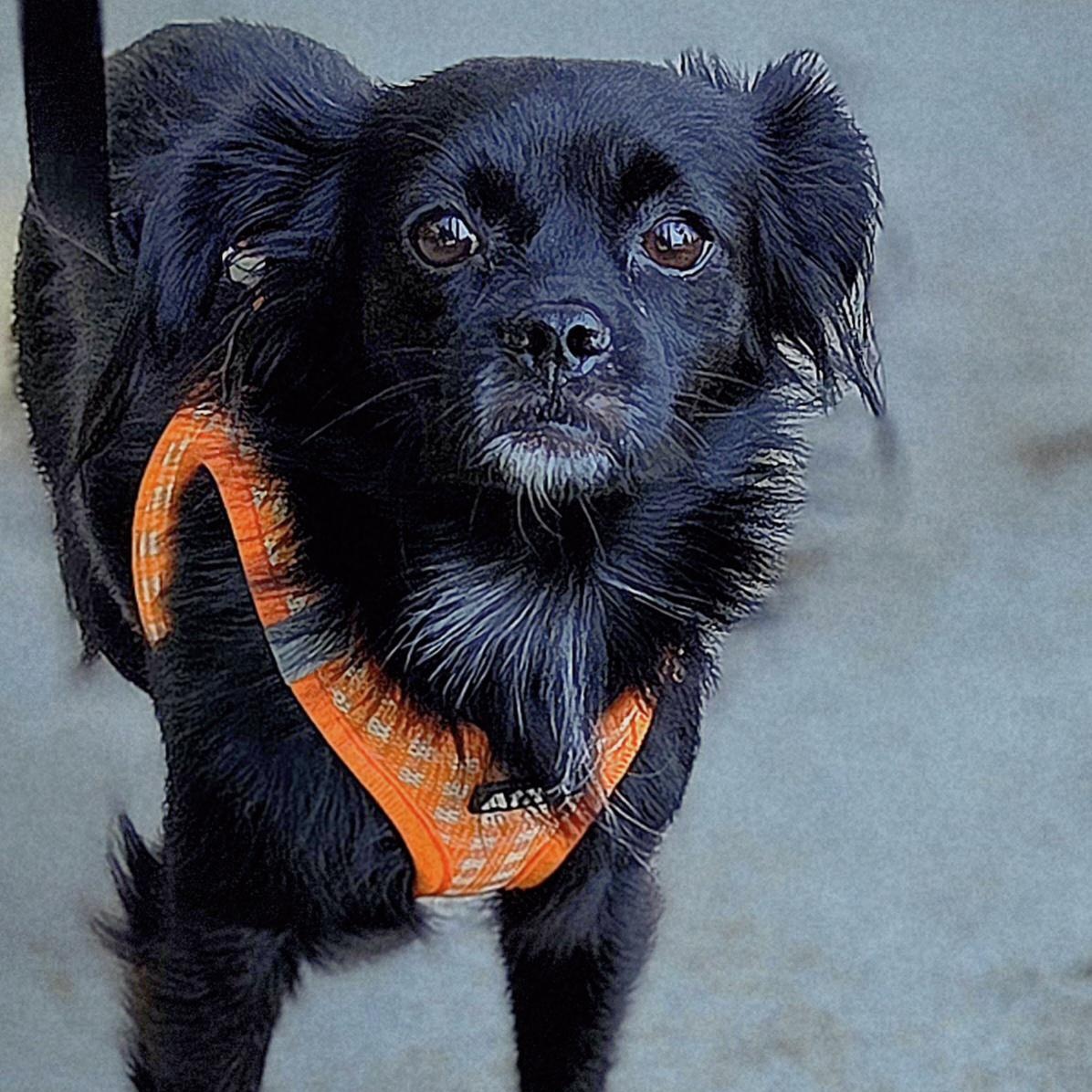 MAGGIE, a Adoptable mixed breed in Fullerton, CA image 4/6
