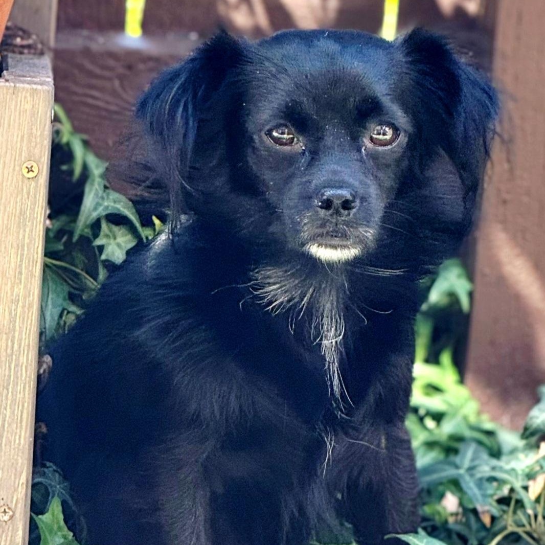 MAGGIE, a Adoptable mixed breed in Fullerton, CA image 3/6