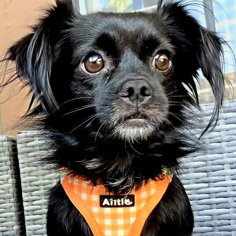 MAGGIE, a Adoptable mixed breed in Fullerton, CA image 1/6