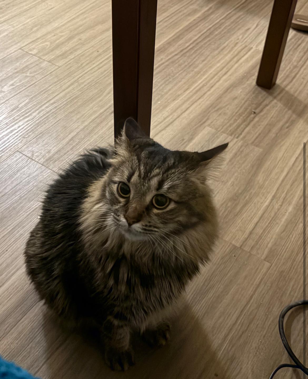 Enlarge Noodle, a ADOPTABLE Domestic Short Hair in Vancouver, BC image 2/2