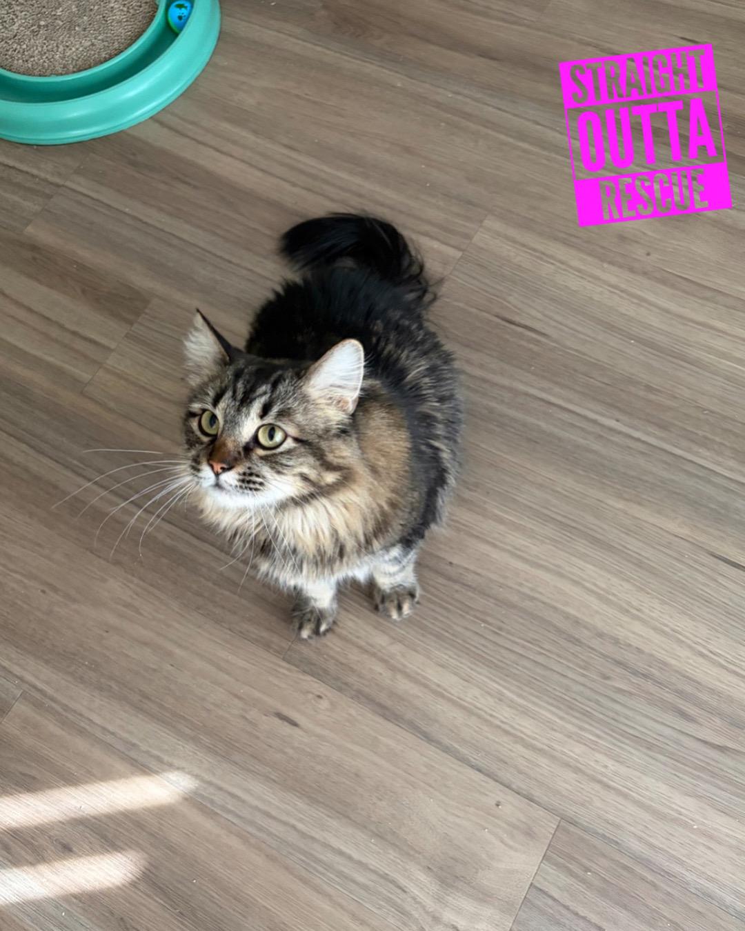 Enlarge Noodle, a ADOPTABLE Domestic Short Hair in Vancouver, BC image 1/2