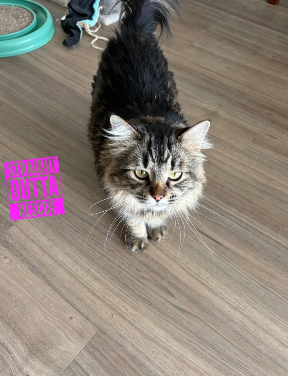Enlarge Noodle, a ADOPTABLE Domestic Short Hair in Vancouver, BC image 2/4