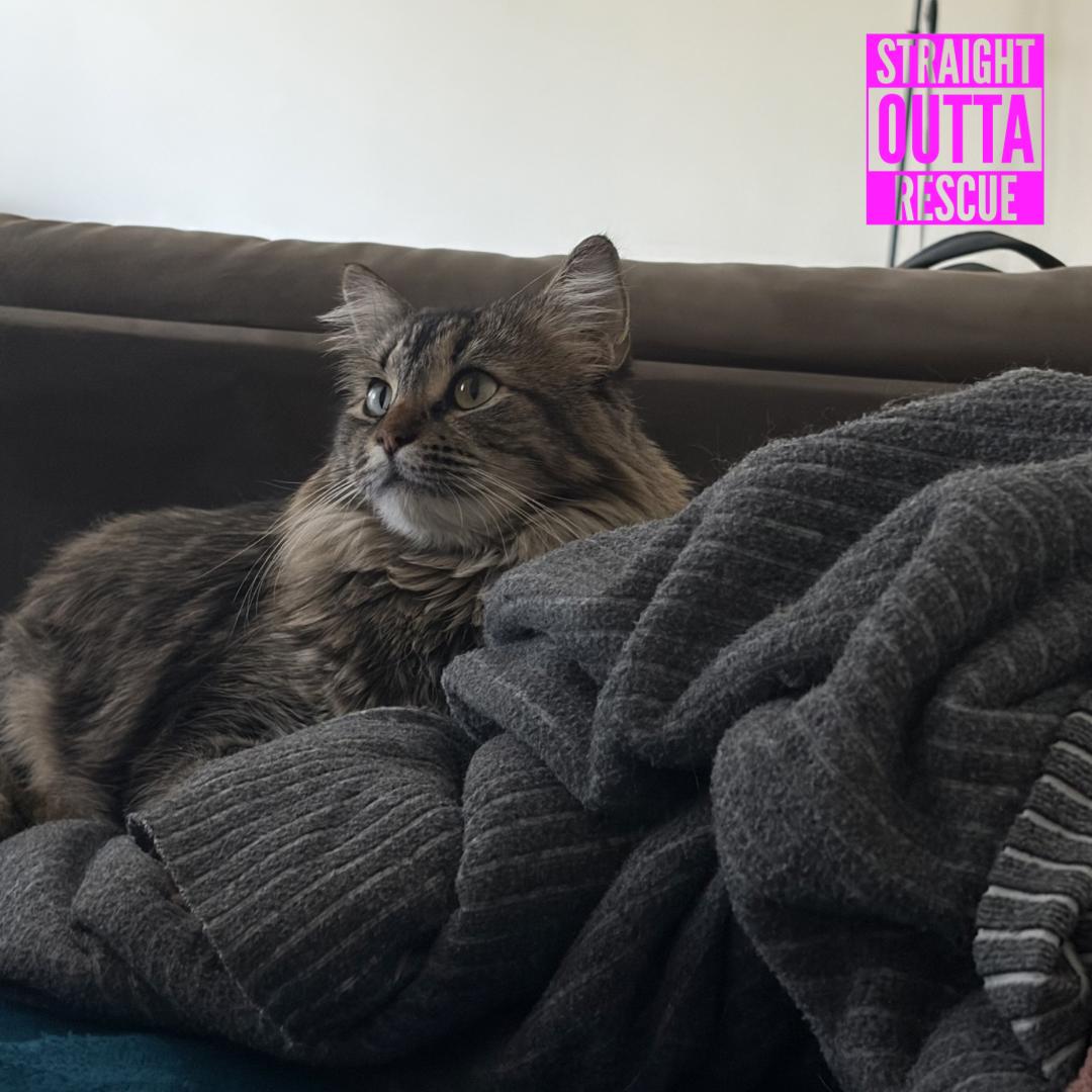 Noodle, a ADOPTABLE Domestic Short Hair in Vancouver, BC image 6/6