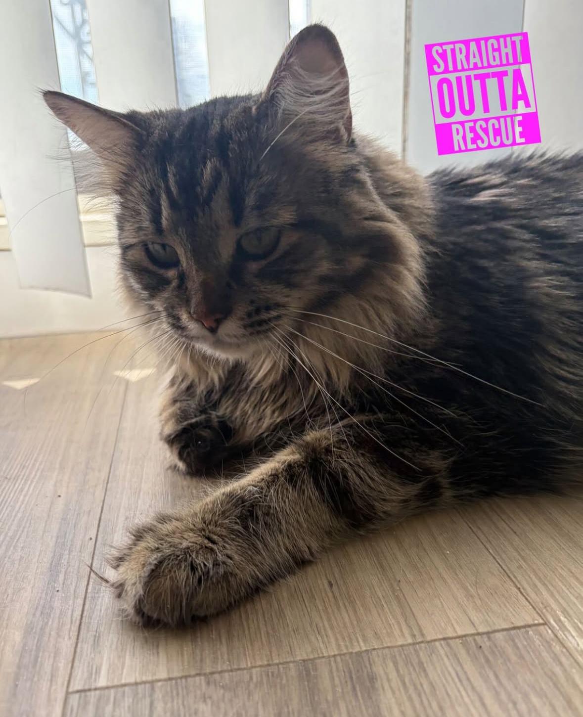 Noodle, ADOPTABLE, Adult Female Domestic Short Hair.