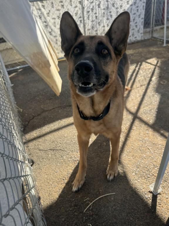 A212282, Adoptable, Adult Male German Shepherd Dog.