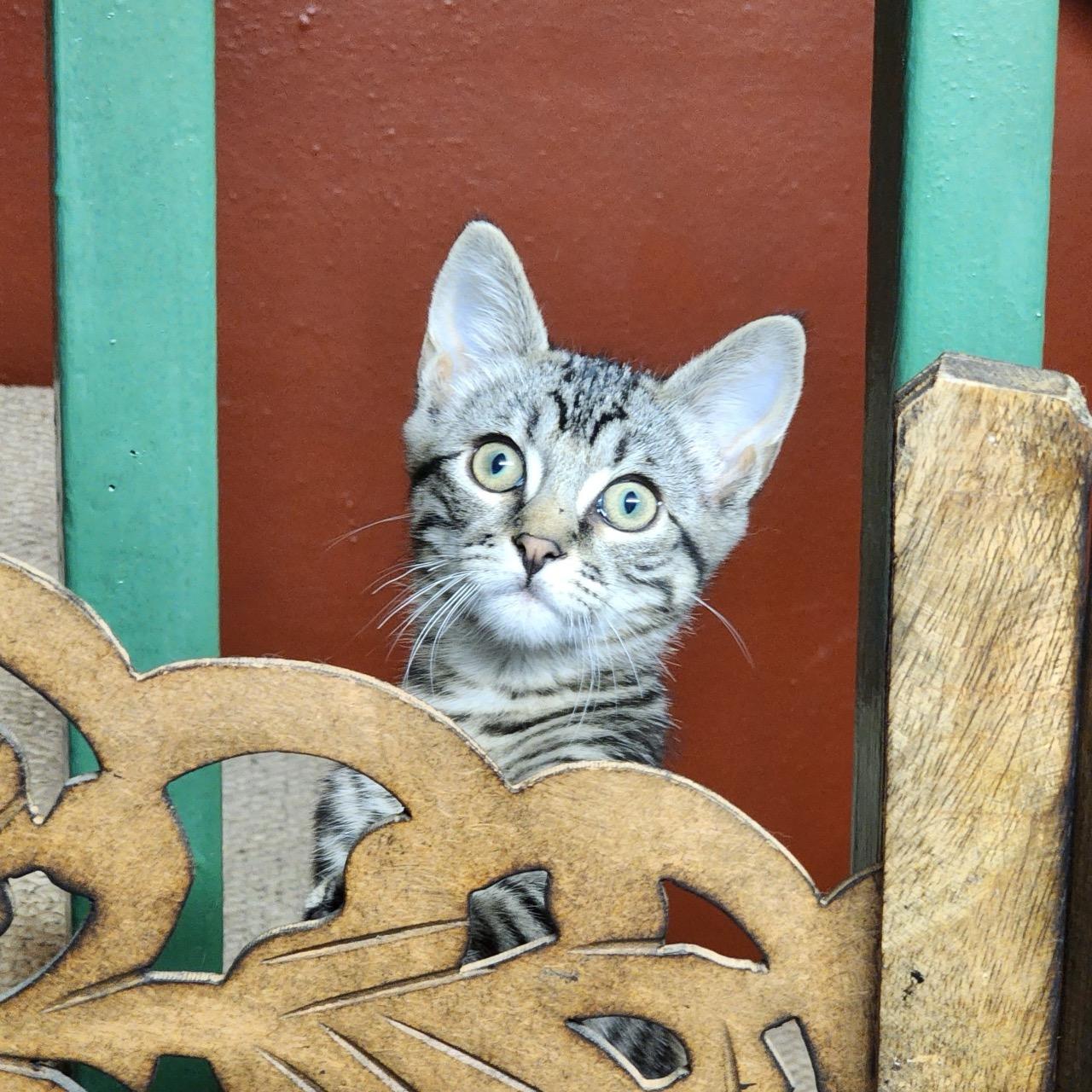 Enlarge Bo, a Adoptable Tabby in Woodinville, WA image 4/5