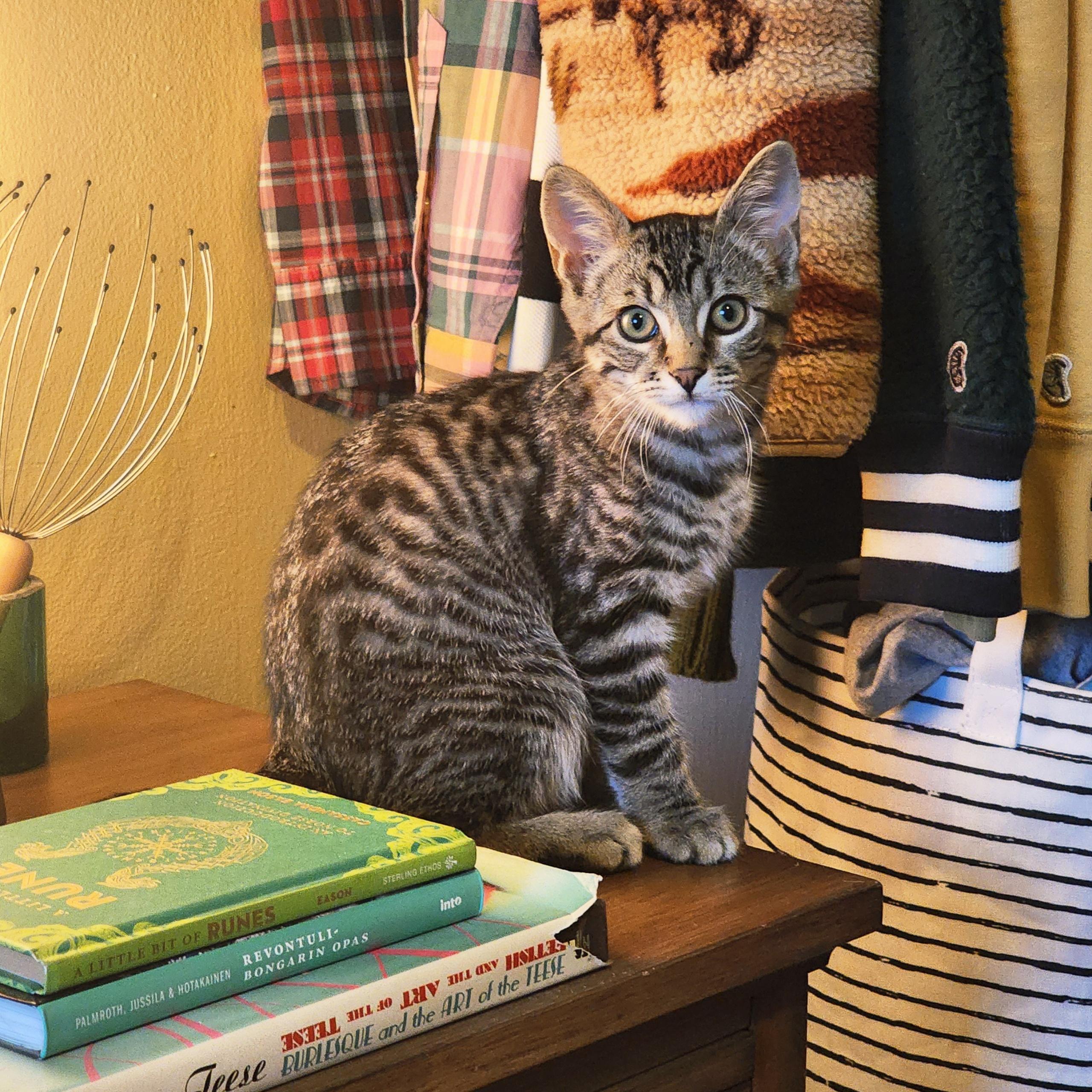 Enlarge Bo, a Adoptable Tabby in Woodinville, WA image 3/5