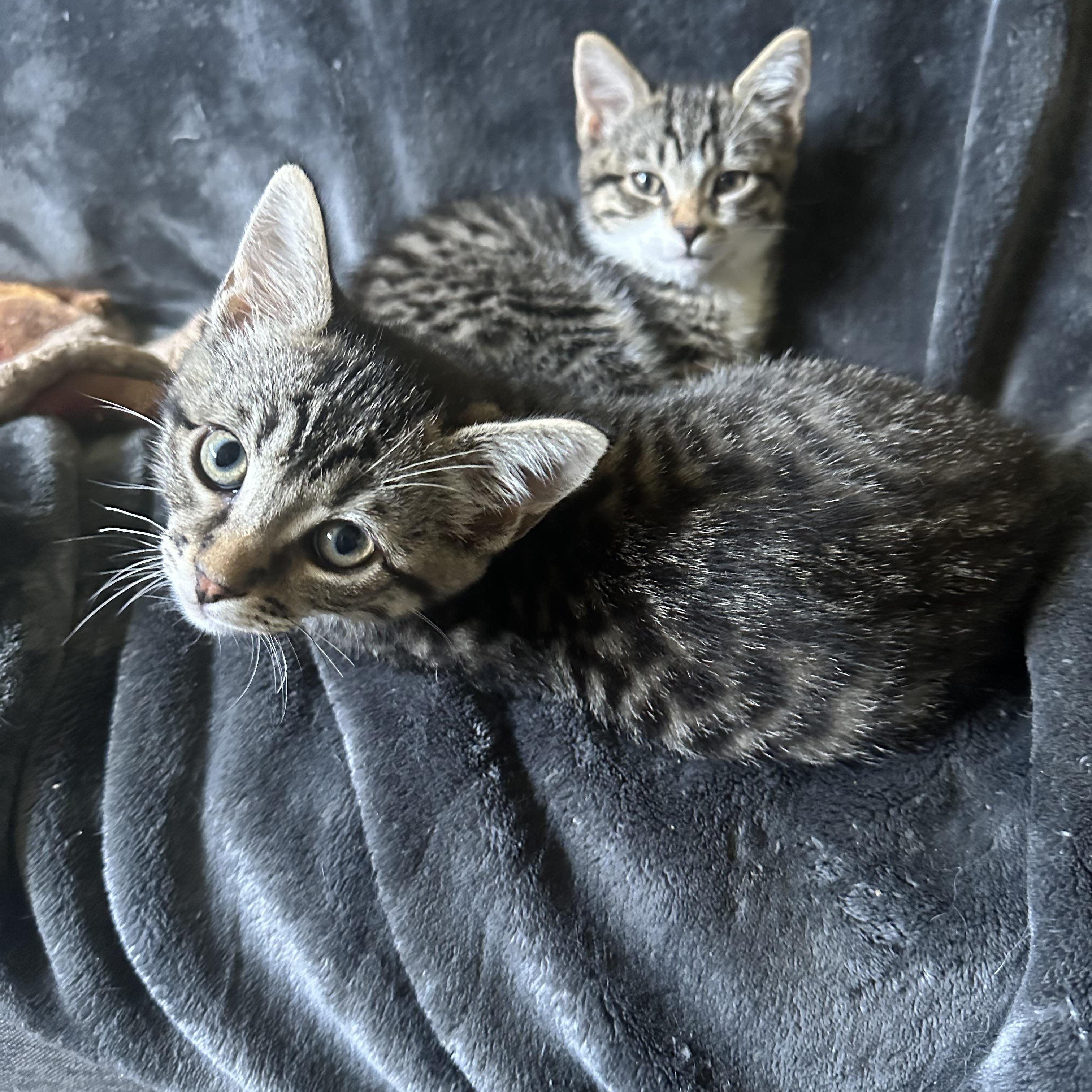 Enlarge Bo, a Adoptable Tabby in Woodinville, WA image 5/5