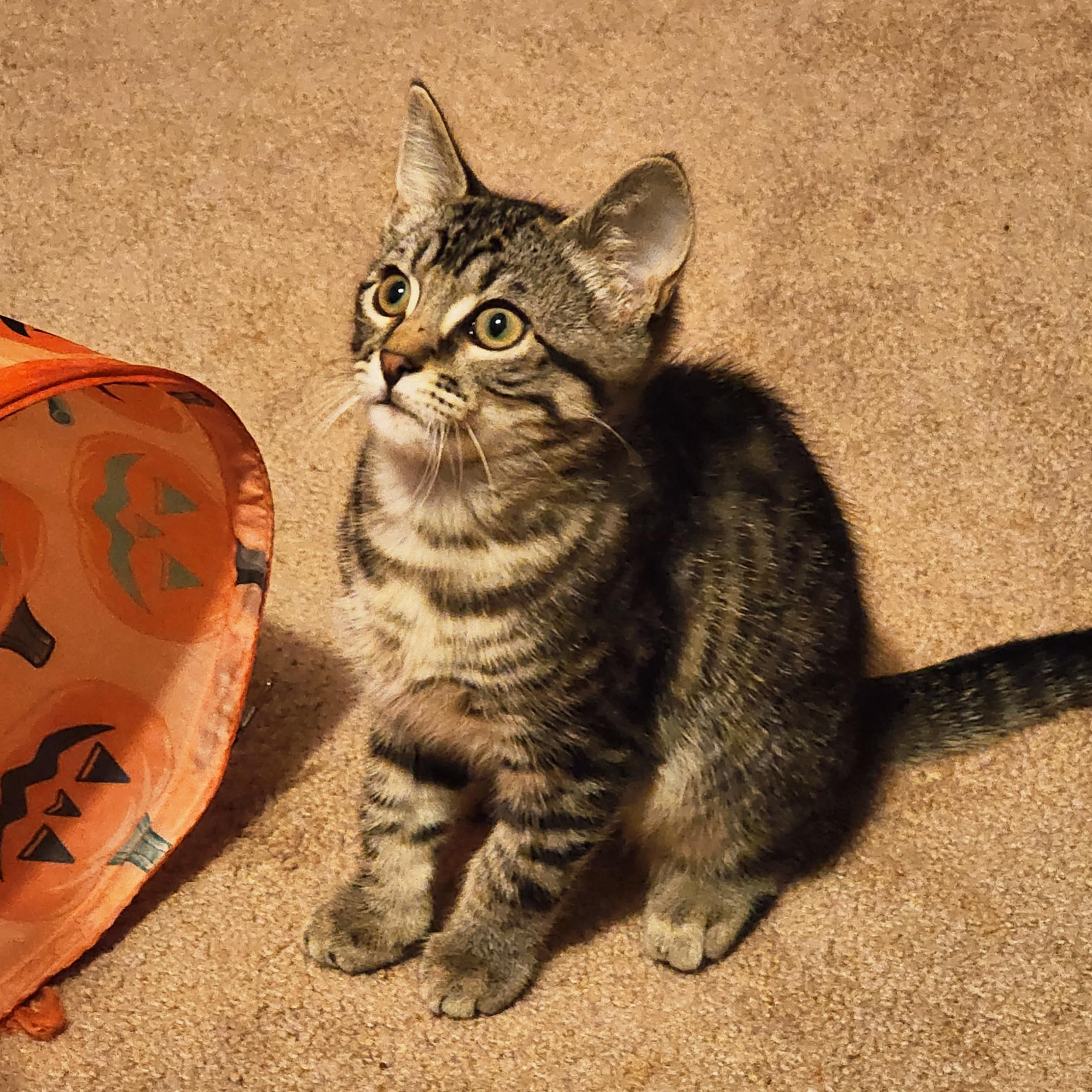 Bo, Adoptable, Kitten Male Tabby.
