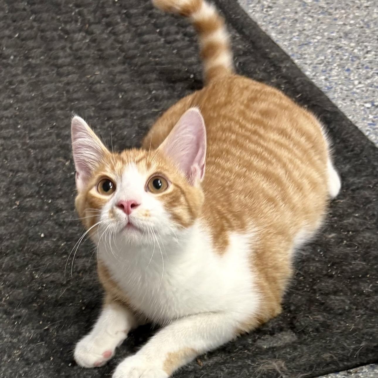 Enlarge Gooseberry, a Adoptable mixed breed in Charles City, IA image 2/6