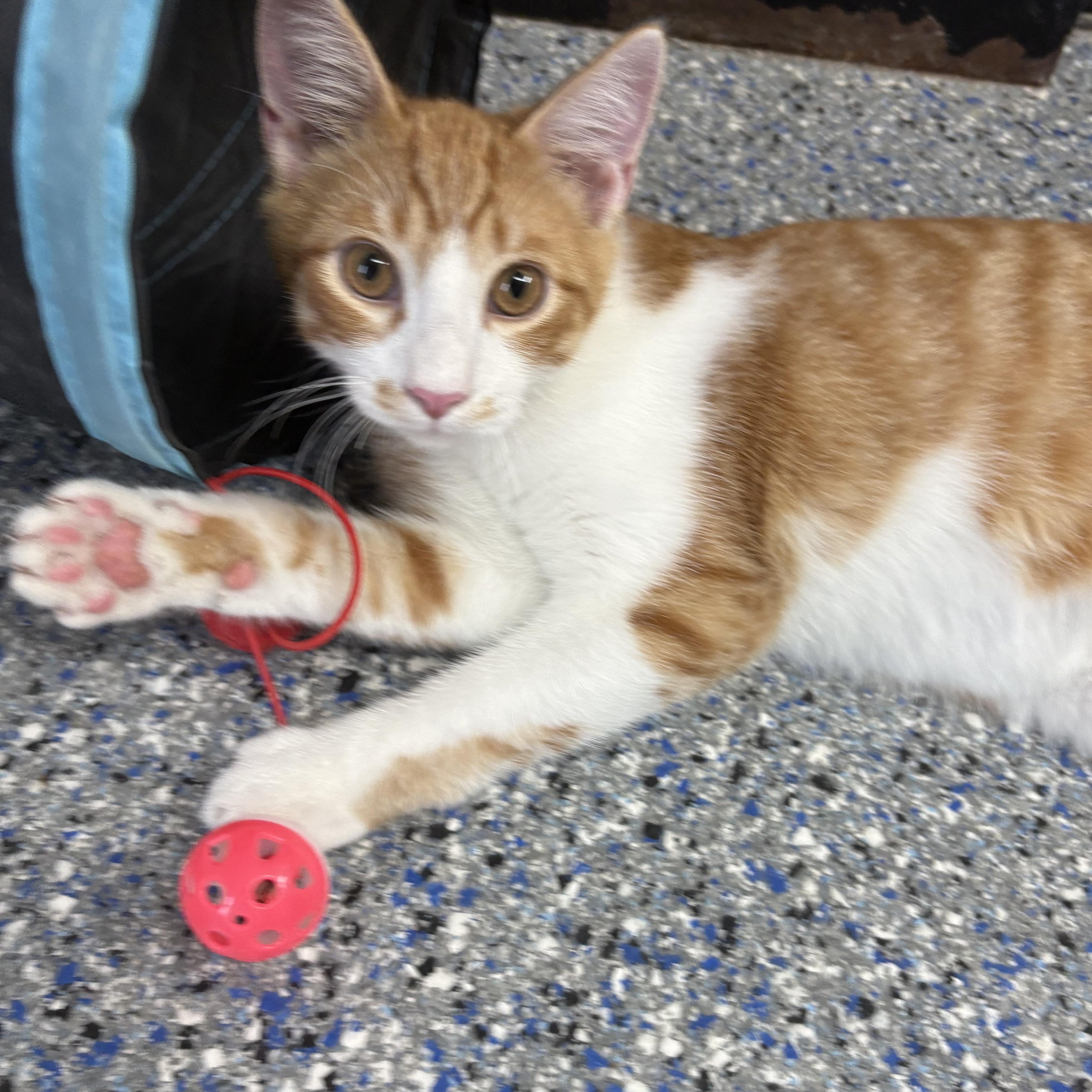 Enlarge Gooseberry, a Adoptable mixed breed in Charles City, IA image 3/6