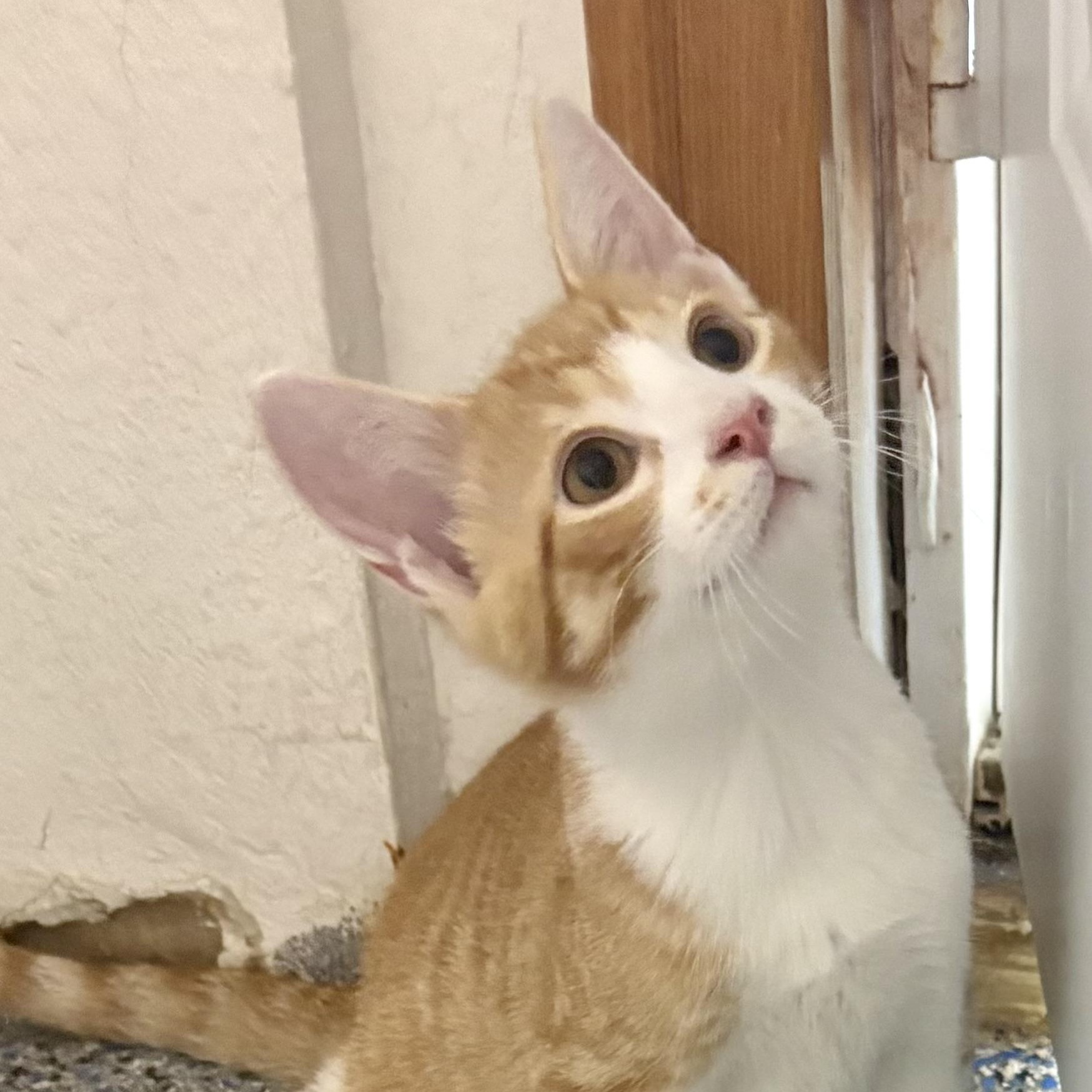 Enlarge Gooseberry, a ADOPTABLE mixed breed in Charles City, IA image 2/5