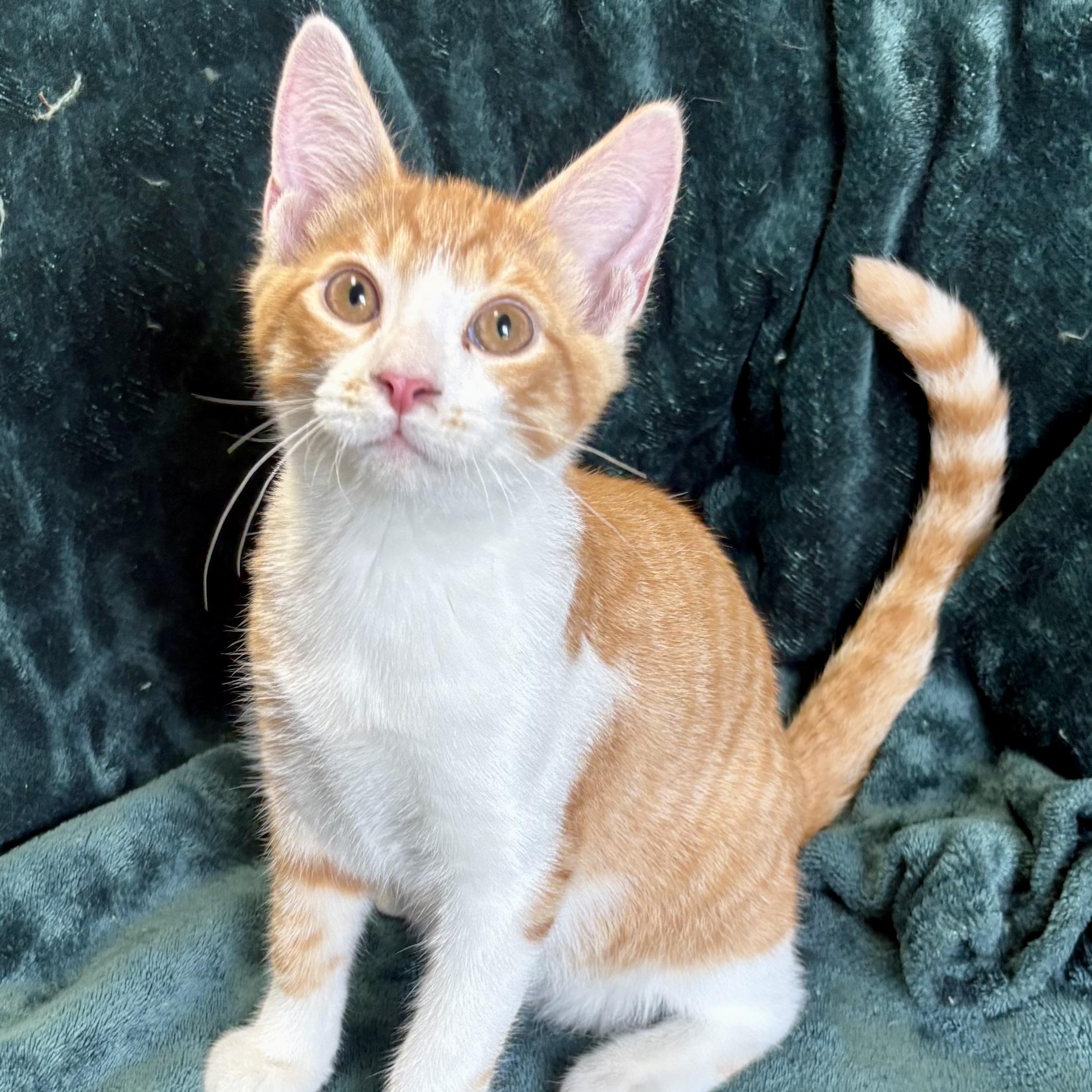 Enlarge Gooseberry, a ADOPTABLE mixed breed in Charles City, IA image 1/5