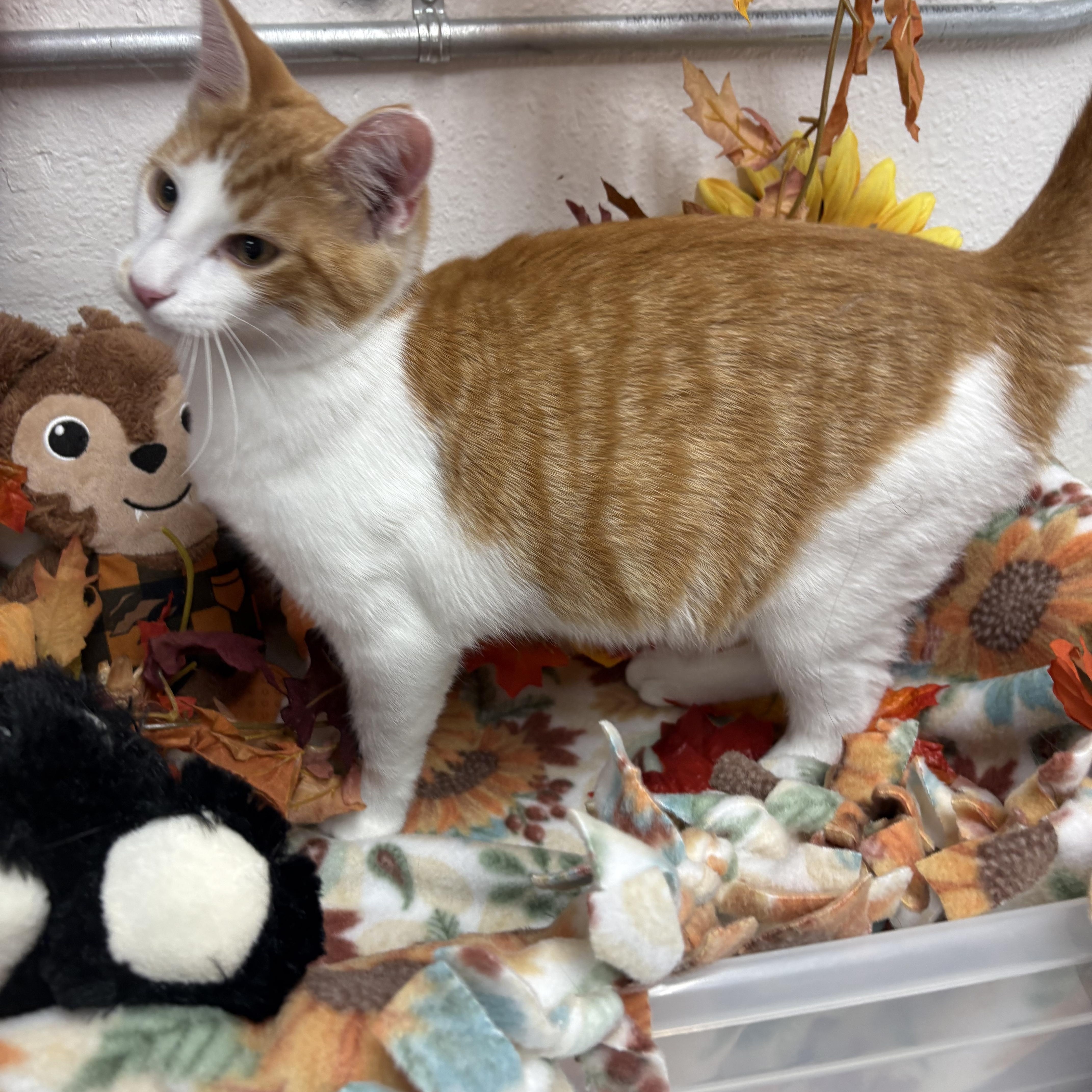 Enlarge Gooseberry, a Adoptable mixed breed in Charles City, IA image 6/6