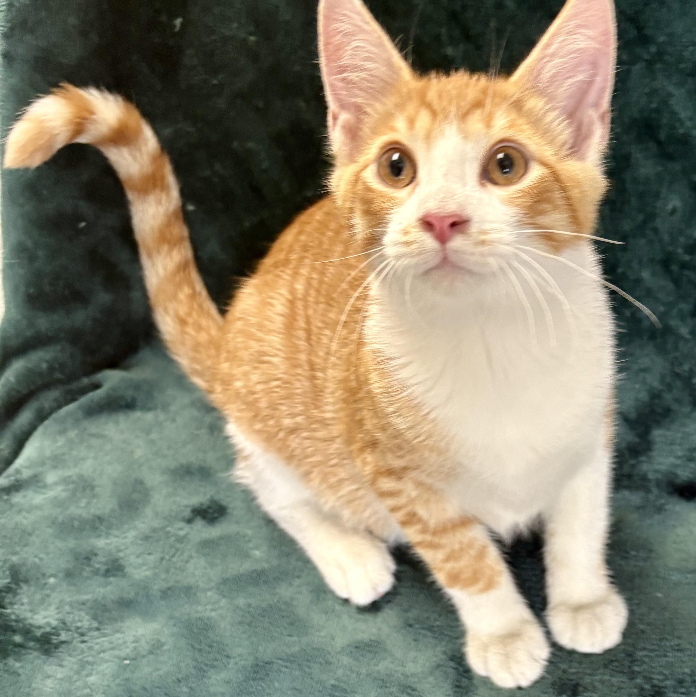 Enlarge Gooseberry, a ADOPTABLE mixed breed in Charles City, IA image 3/5