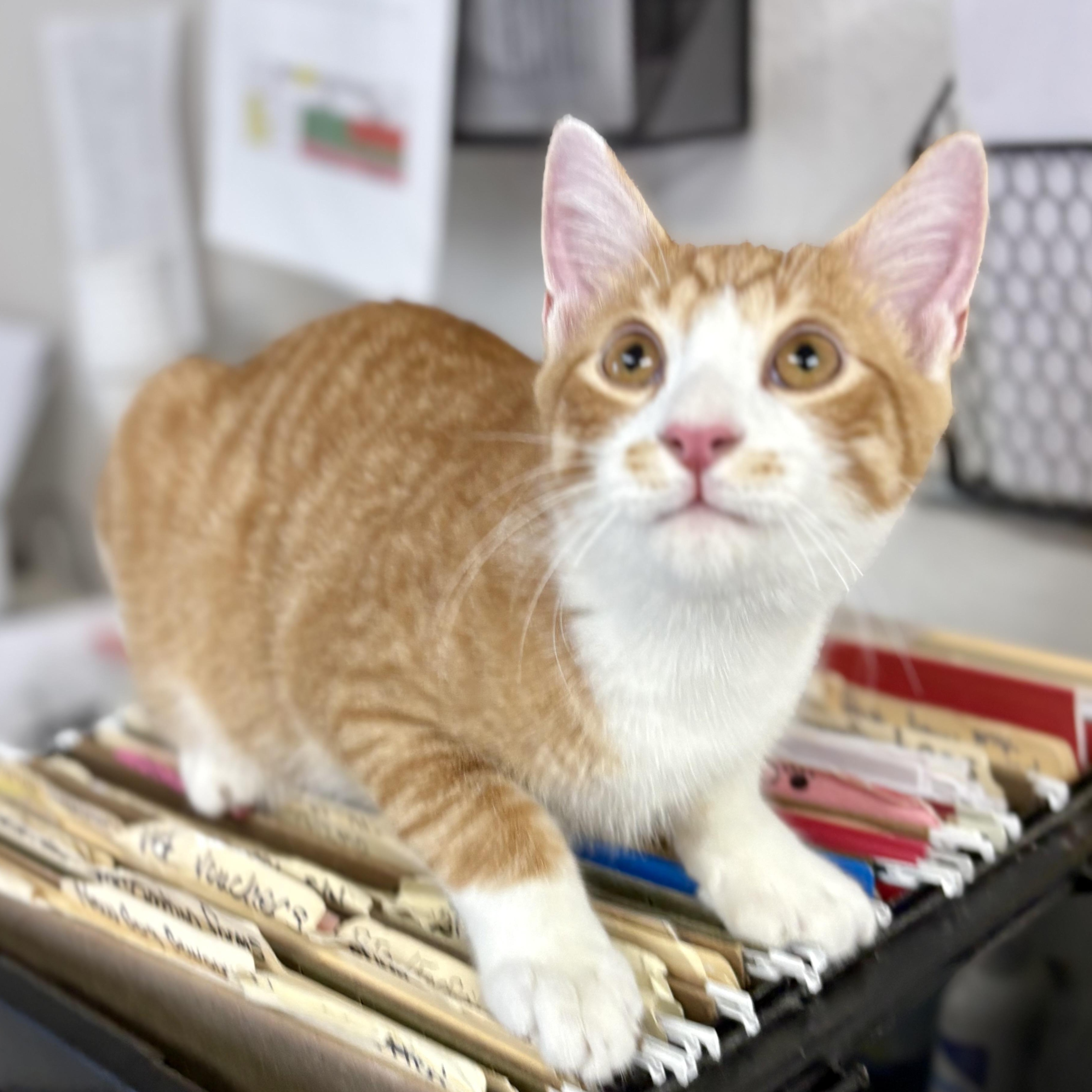 Enlarge Gooseberry, a Adoptable mixed breed in Charles City, IA image 1/6