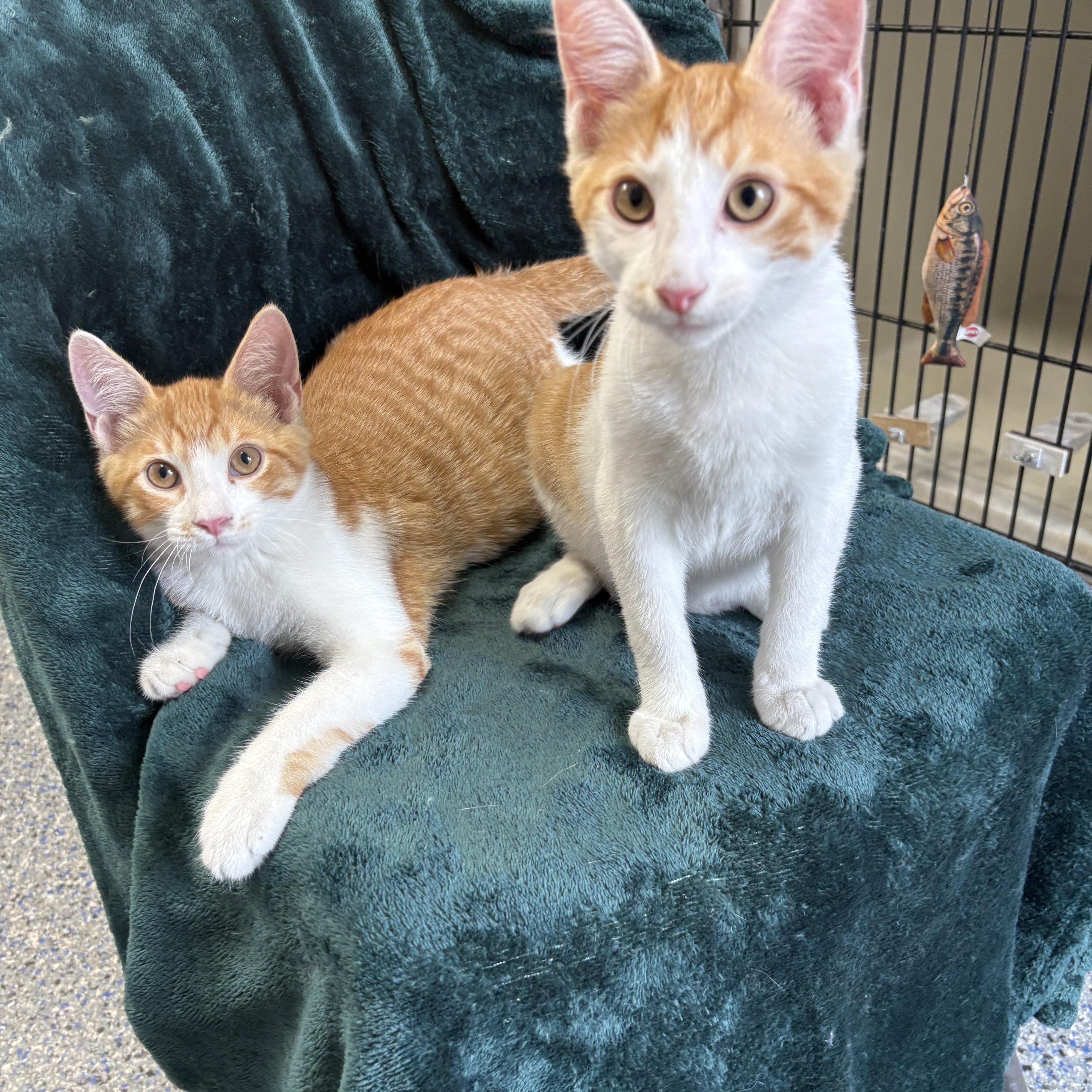 Enlarge Gooseberry, a ADOPTABLE mixed breed in Charles City, IA image 5/5