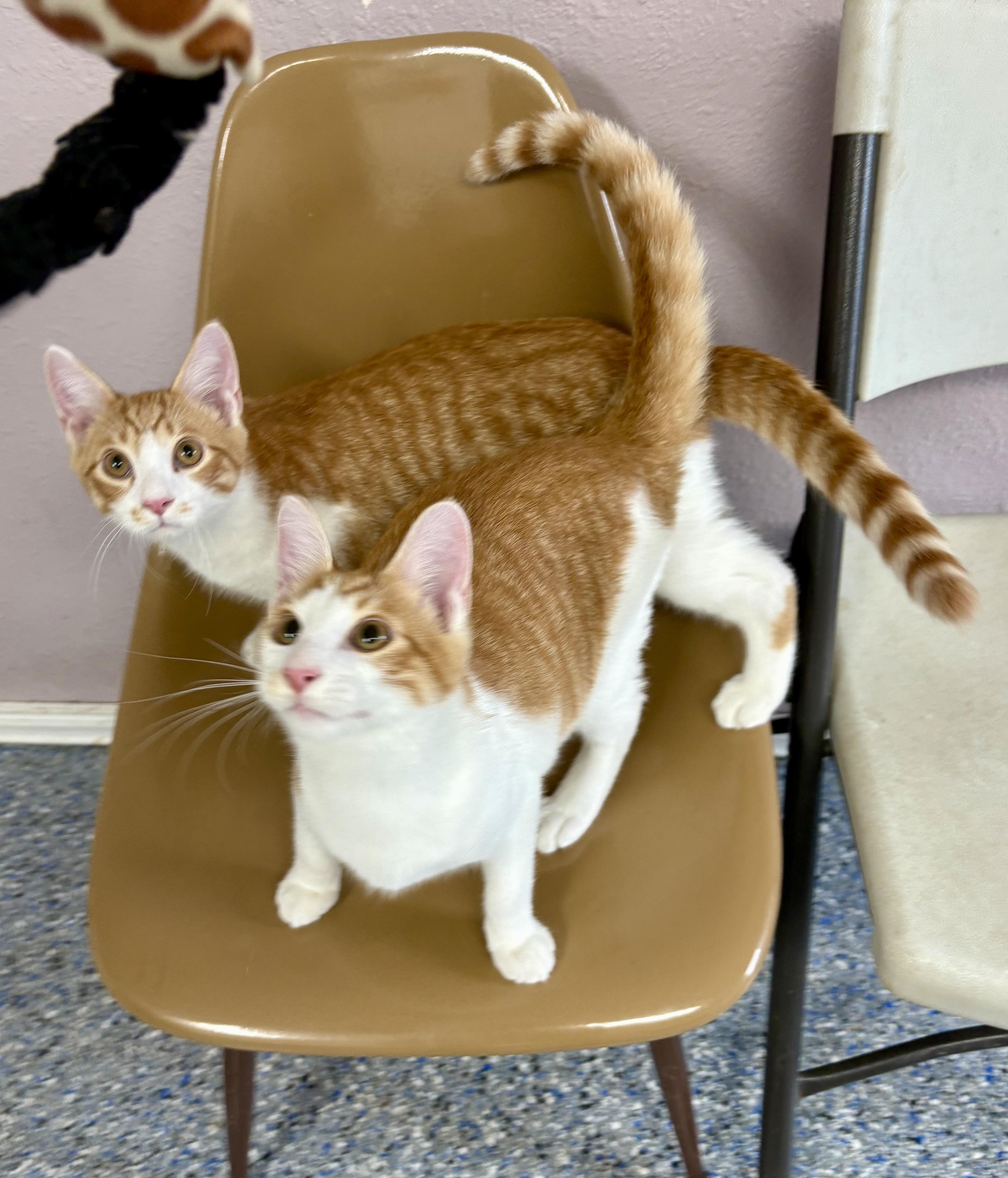 Enlarge Gooseberry, a Adoptable mixed breed in Charles City, IA image 5/6