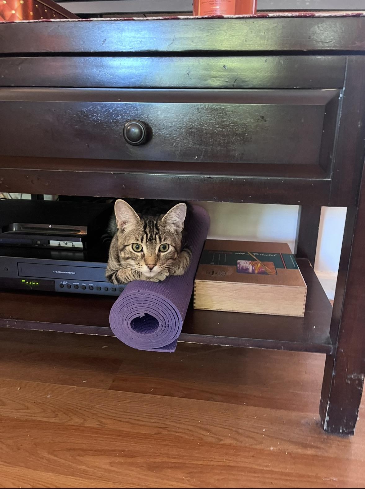Milo G- the most lovable baby boy, a ADOPTABLE Domestic Short Hair in Montclair, NJ image 4/6