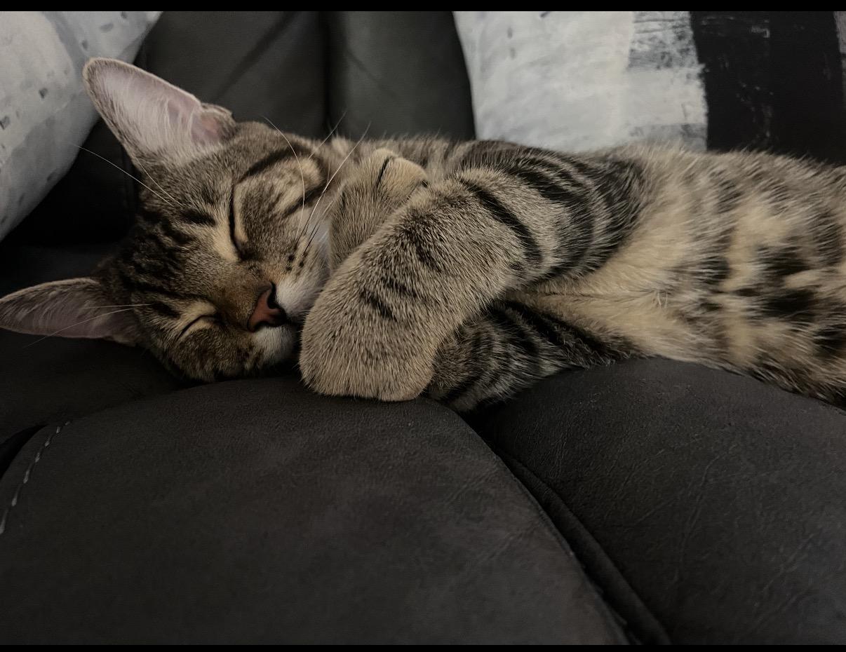 Milo G- the most lovable baby boy, a ADOPTABLE Domestic Short Hair in Montclair, NJ image 1/6
