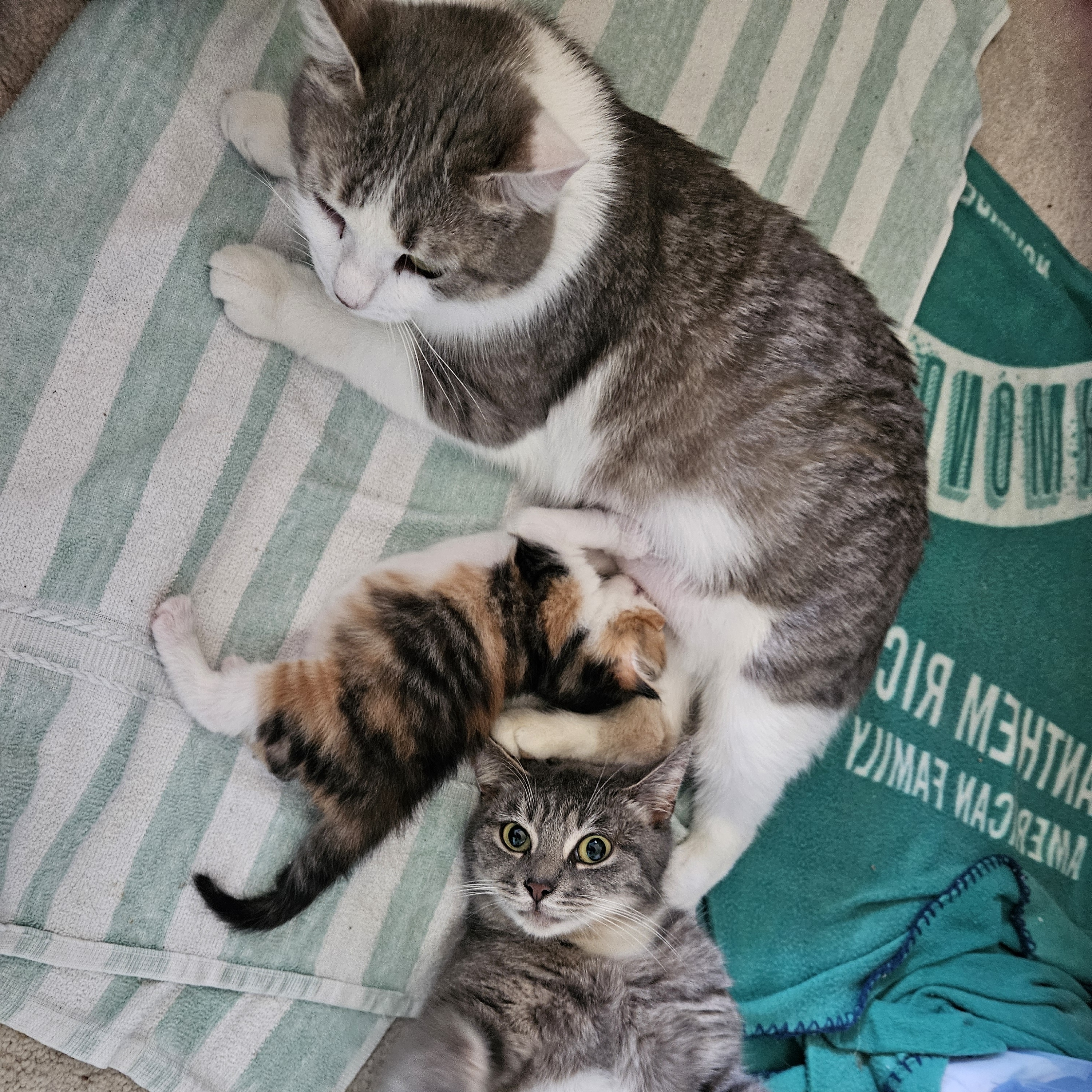 Aunt Mae, a Adoptable Domestic Short Hair in Richmond, VA image 5/5