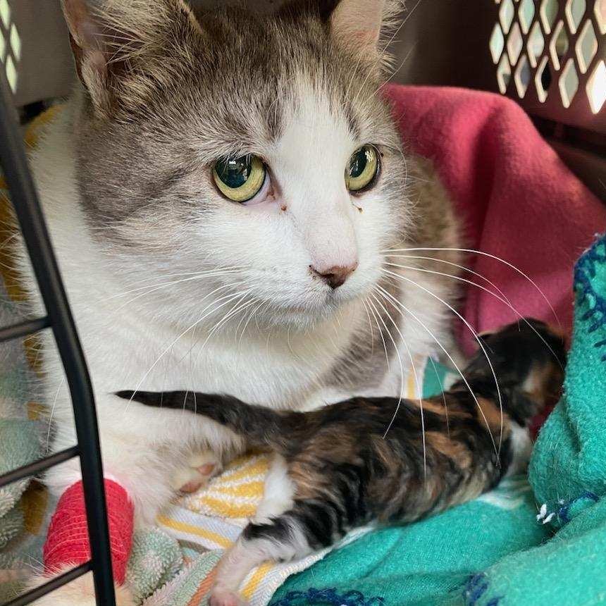 Aunt Mae, a Adoptable Domestic Short Hair in Richmond, VA image 2/5