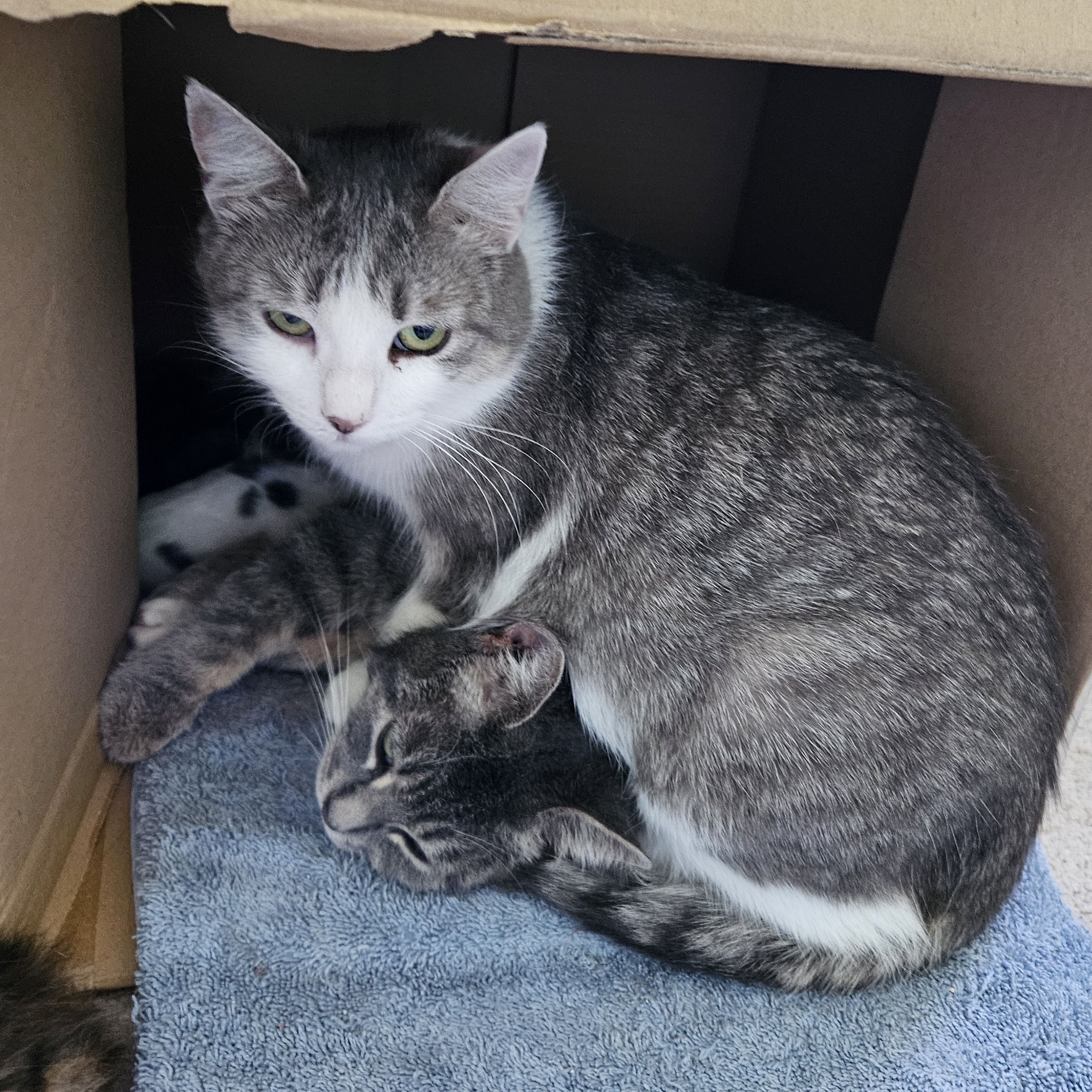 Aunt Mae, a Adoptable Domestic Short Hair in Richmond, VA image 3/5